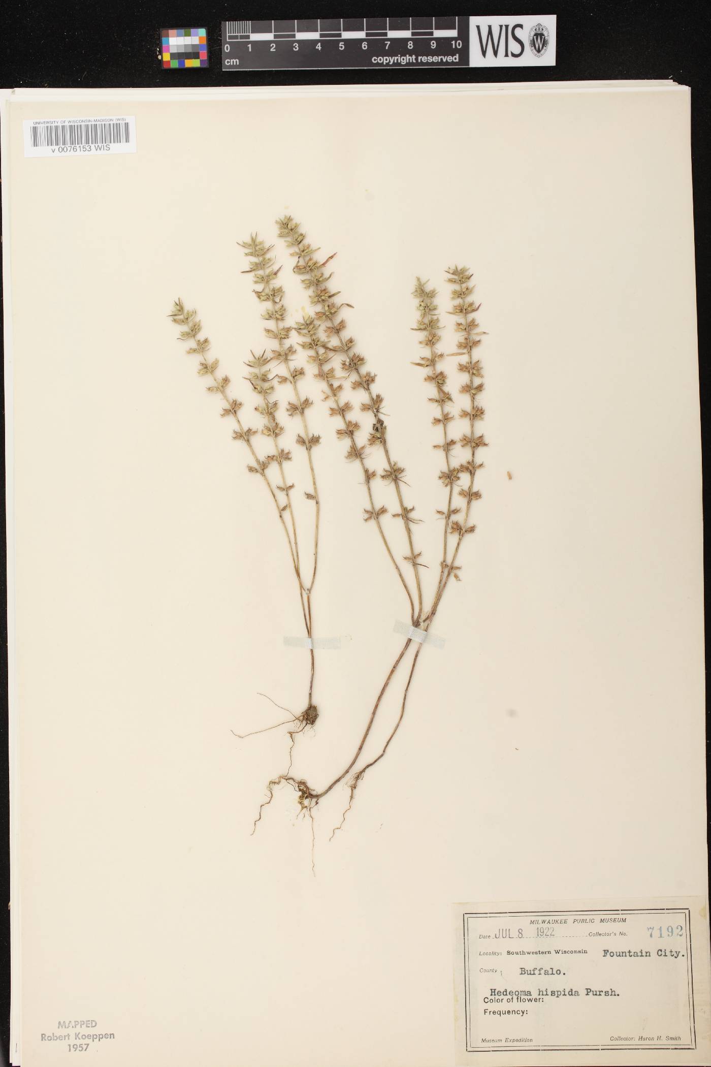 Hedeoma hispida image