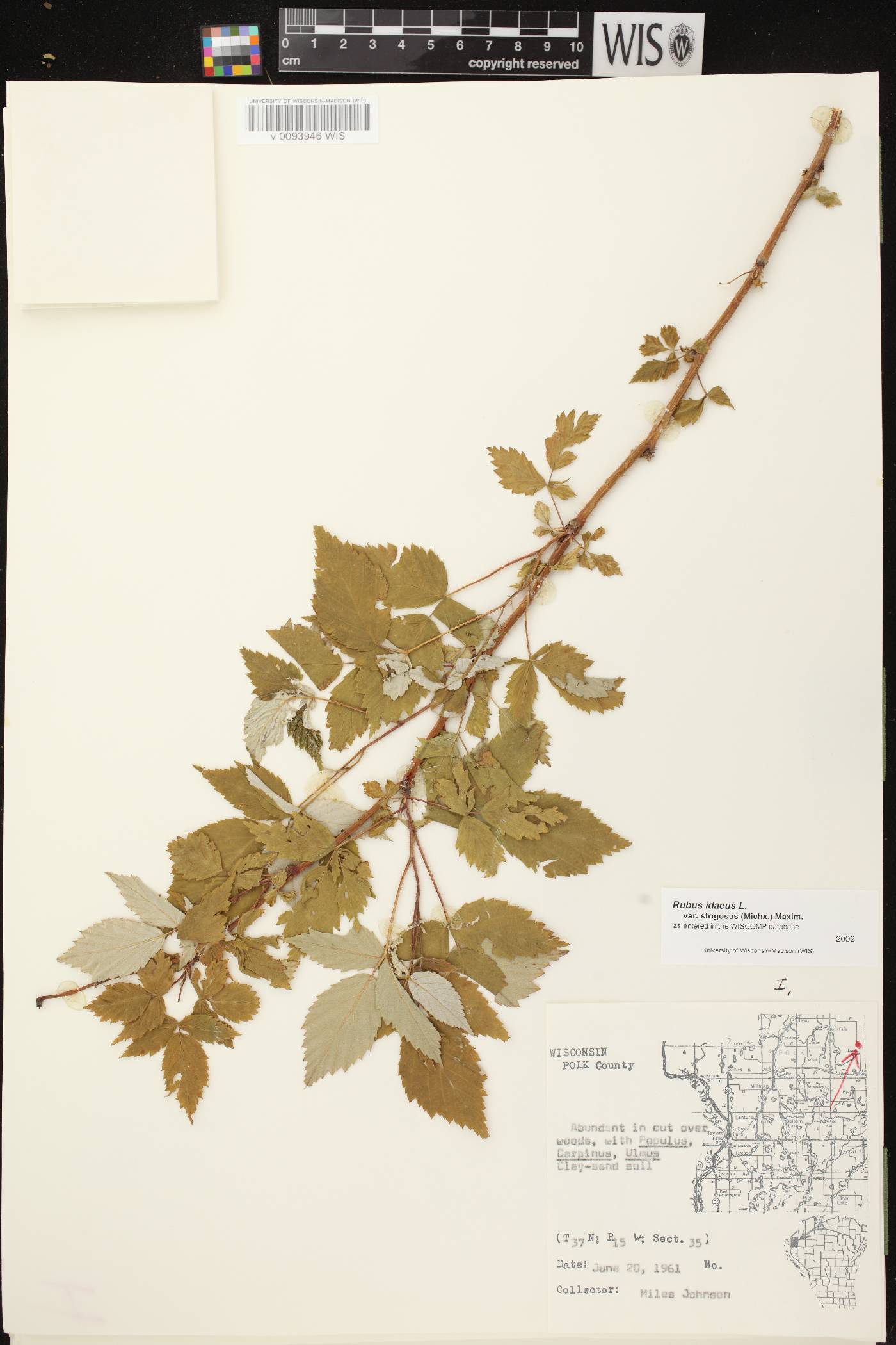 Rubus idaeus subsp. strigosus image