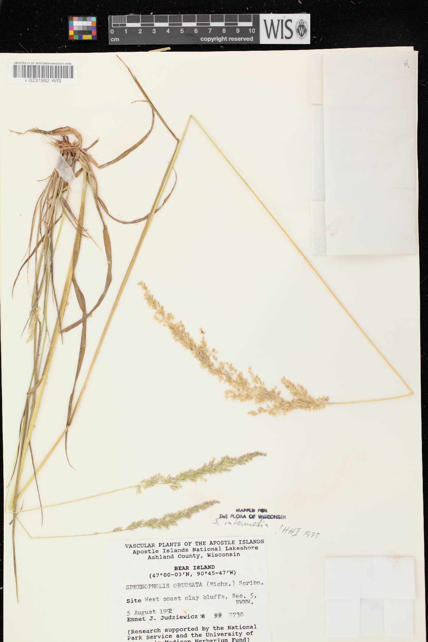Sphenopholis intermedia image