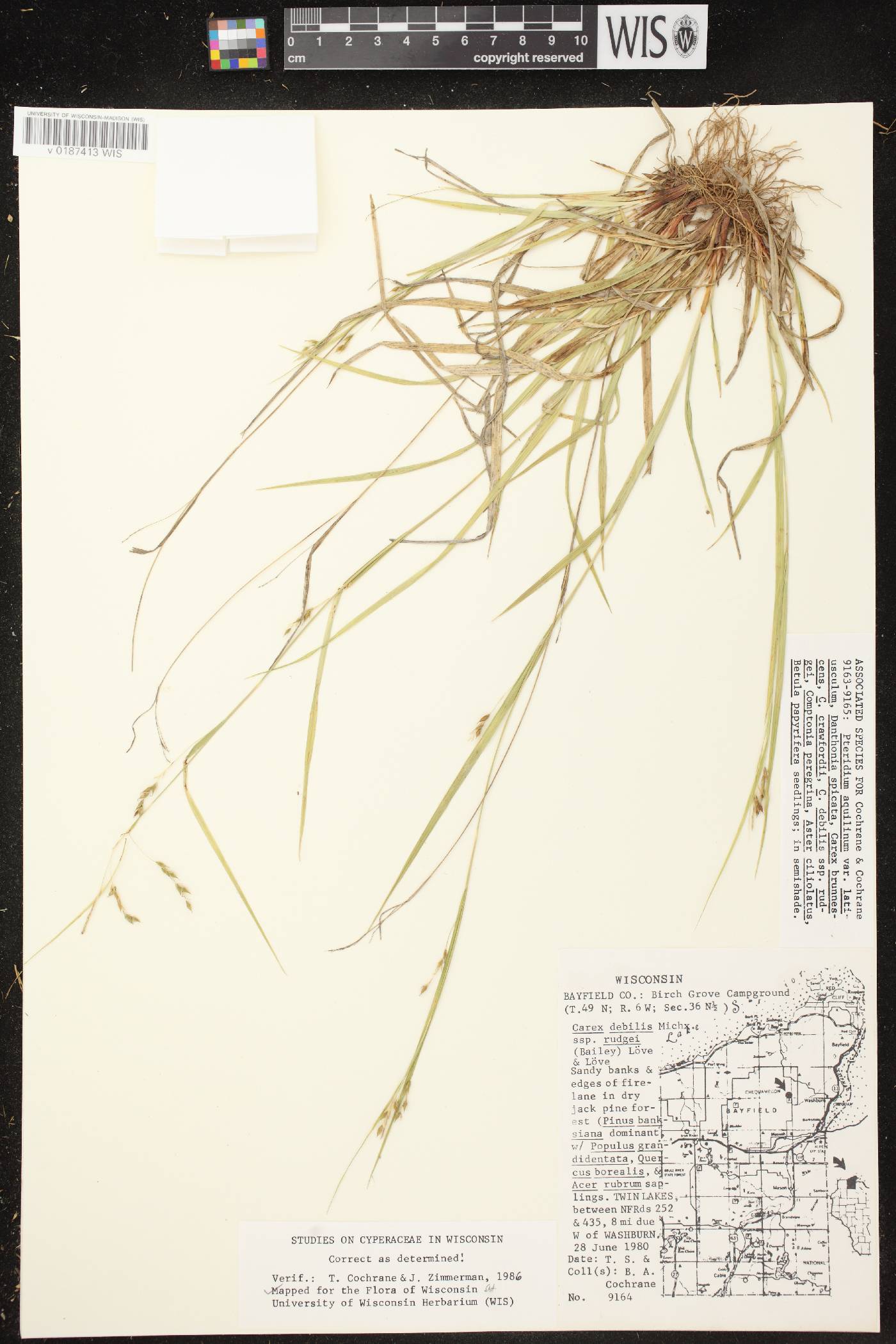 Carex debilis var. rudgei image