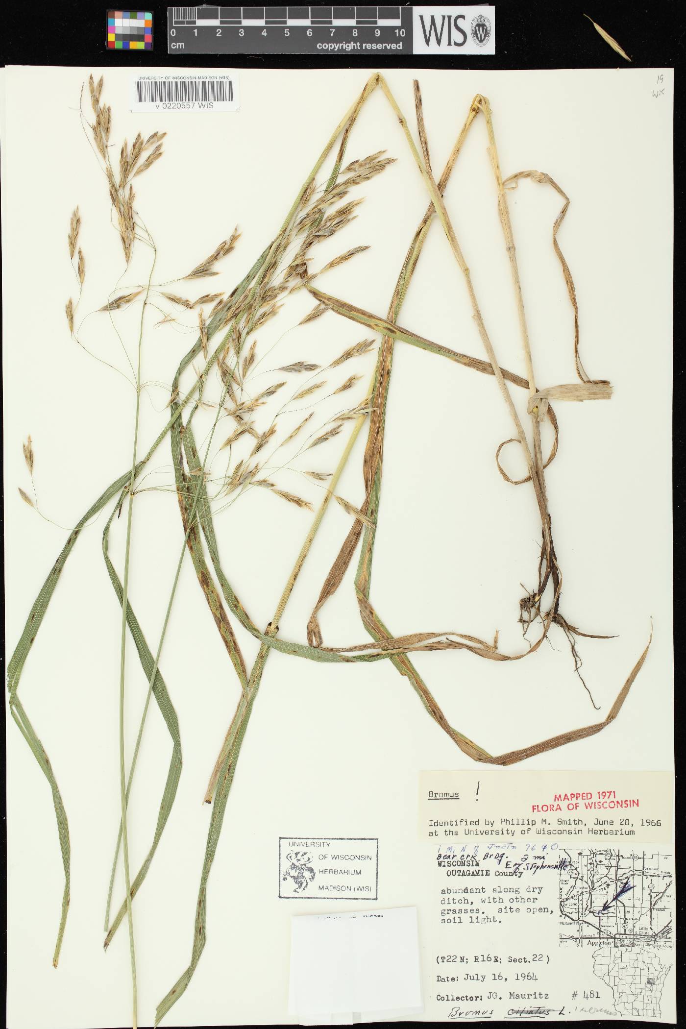 Bromus inermis image