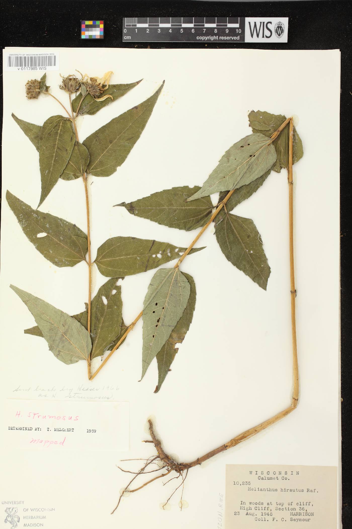 Helianthus strumosus image