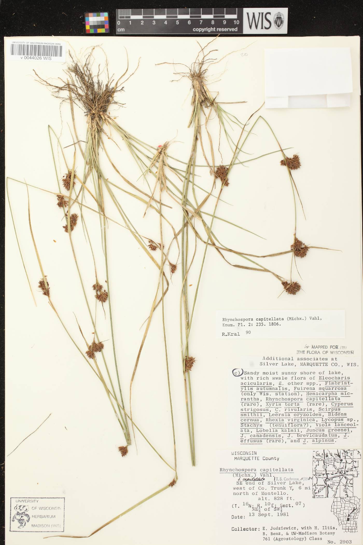 Rhynchospora capitellata image