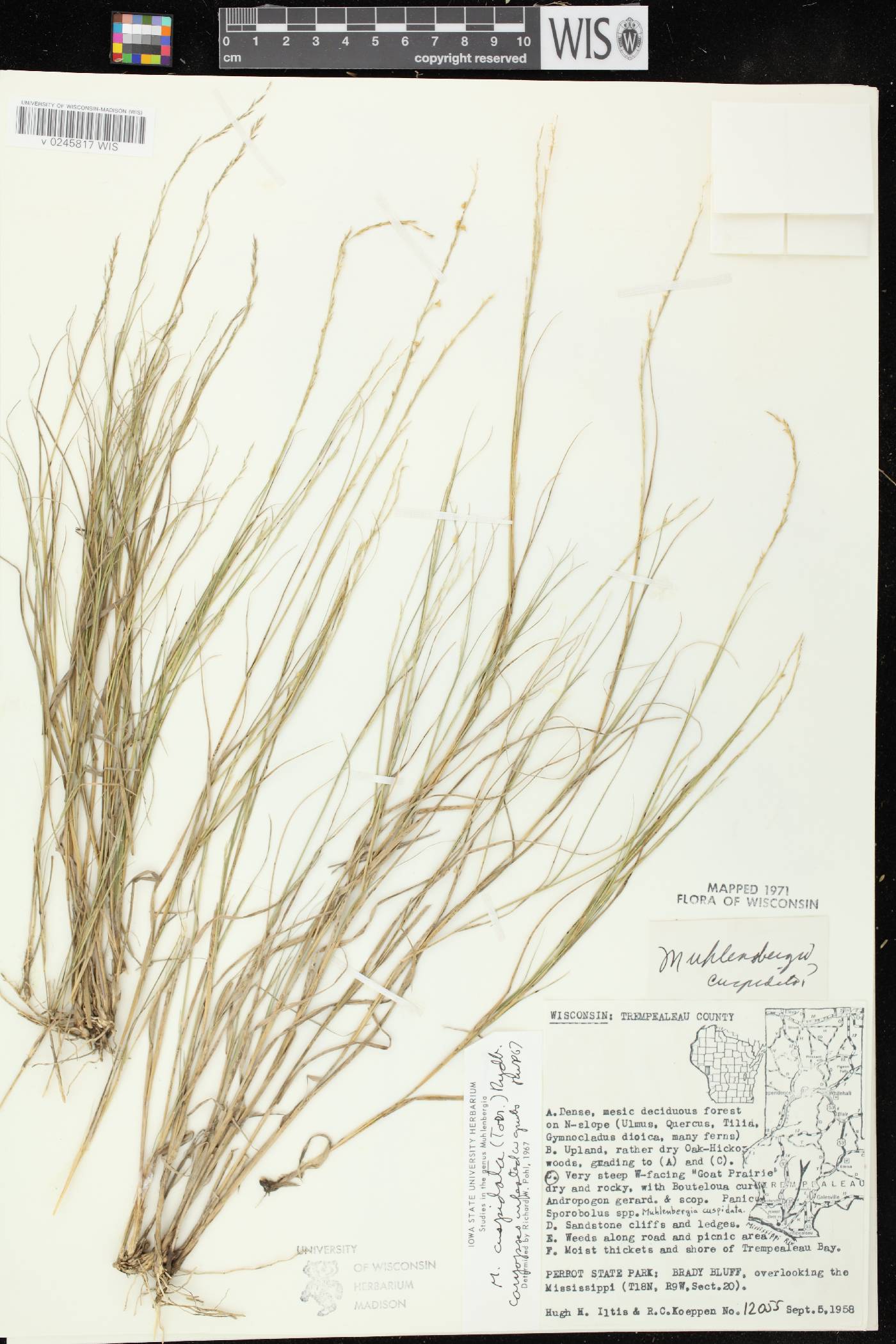 Muhlenbergia cuspidata image