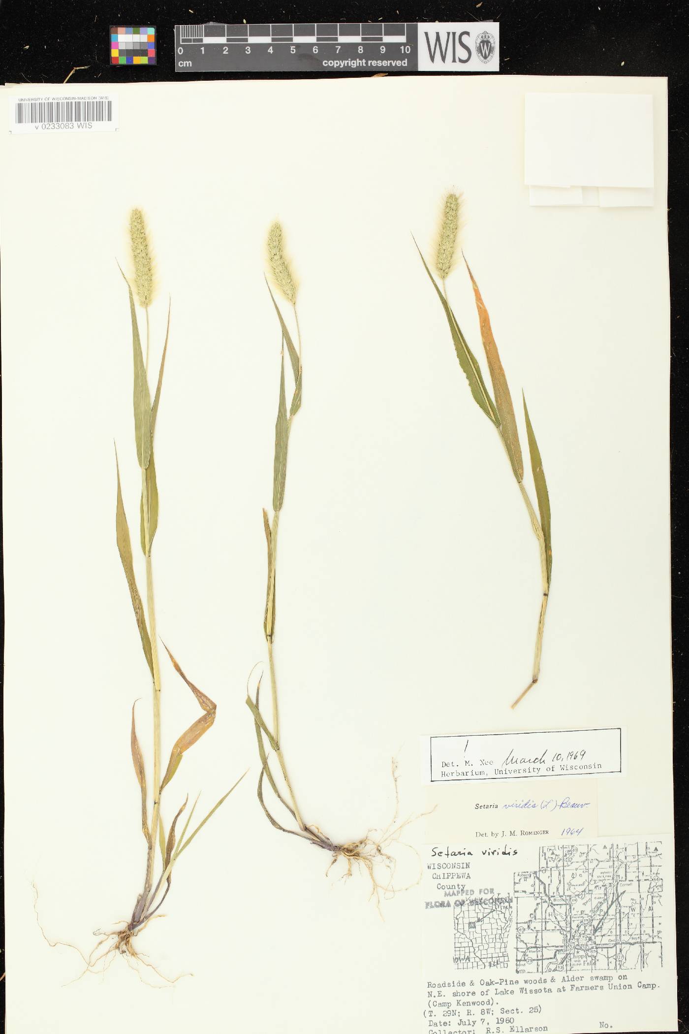 Setaria viridis var. viridis image