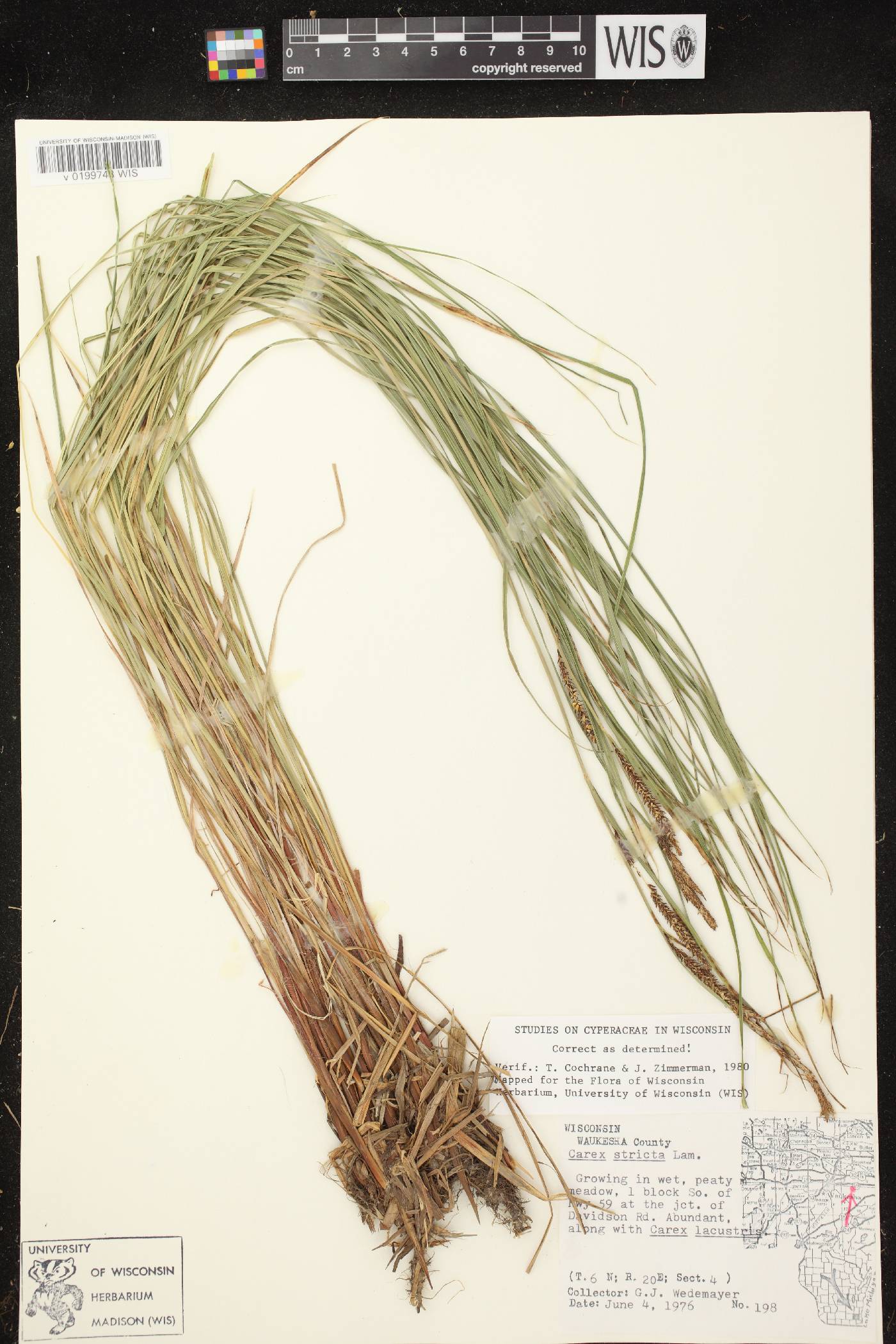 Carex stricta image