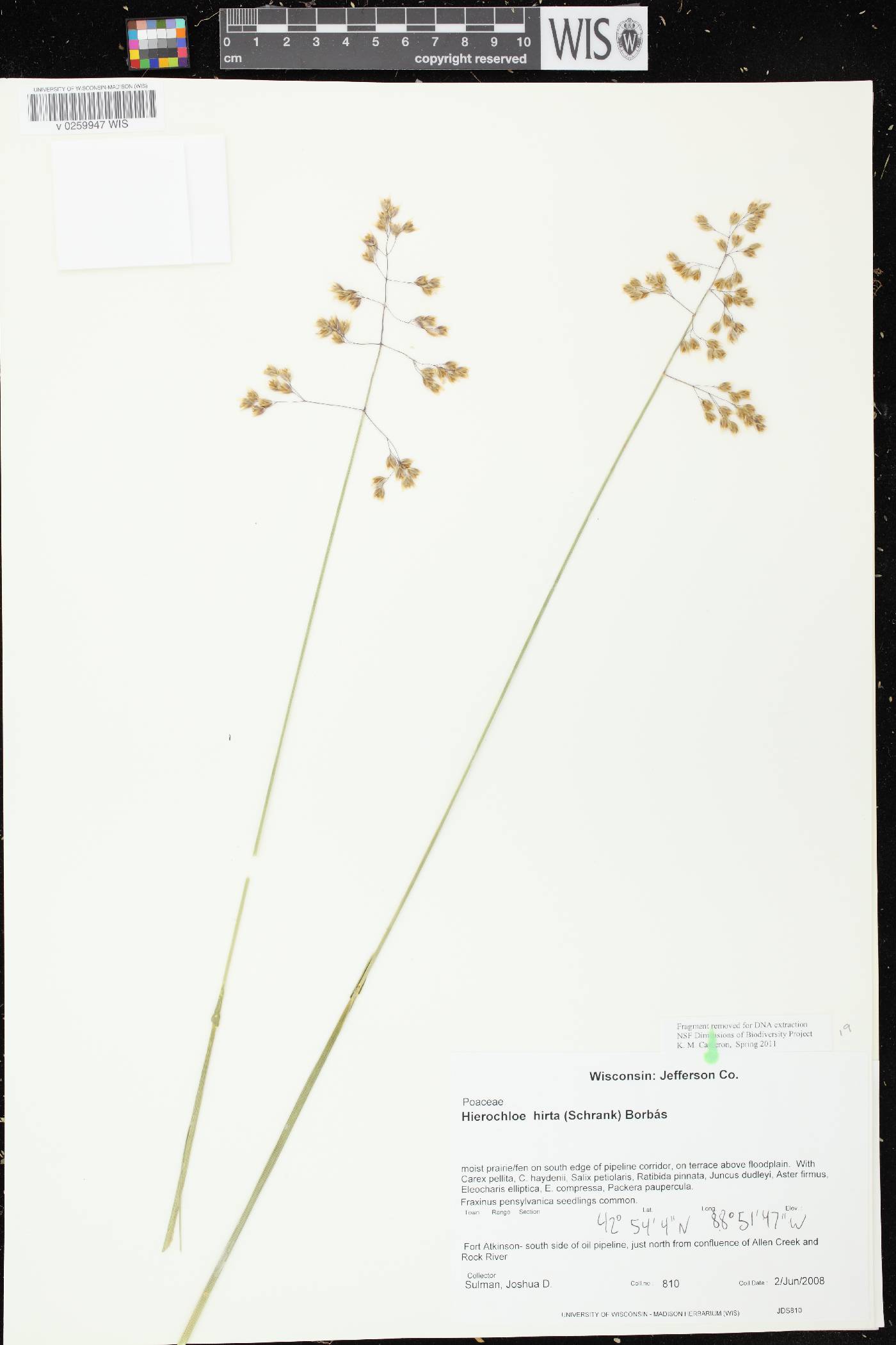 Anthoxanthum hirtum subsp. arcticum image