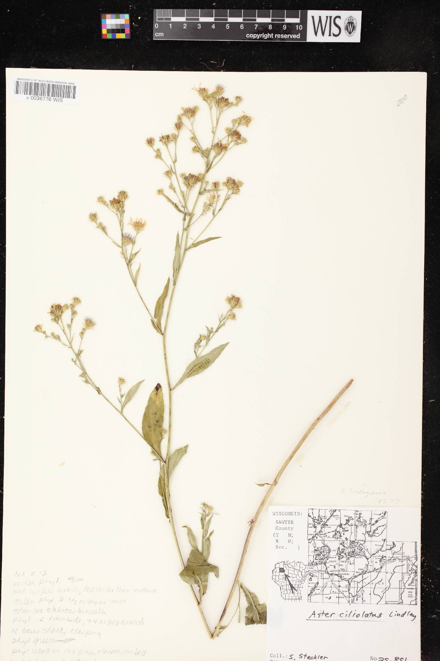 Symphyotrichum ciliolatum image