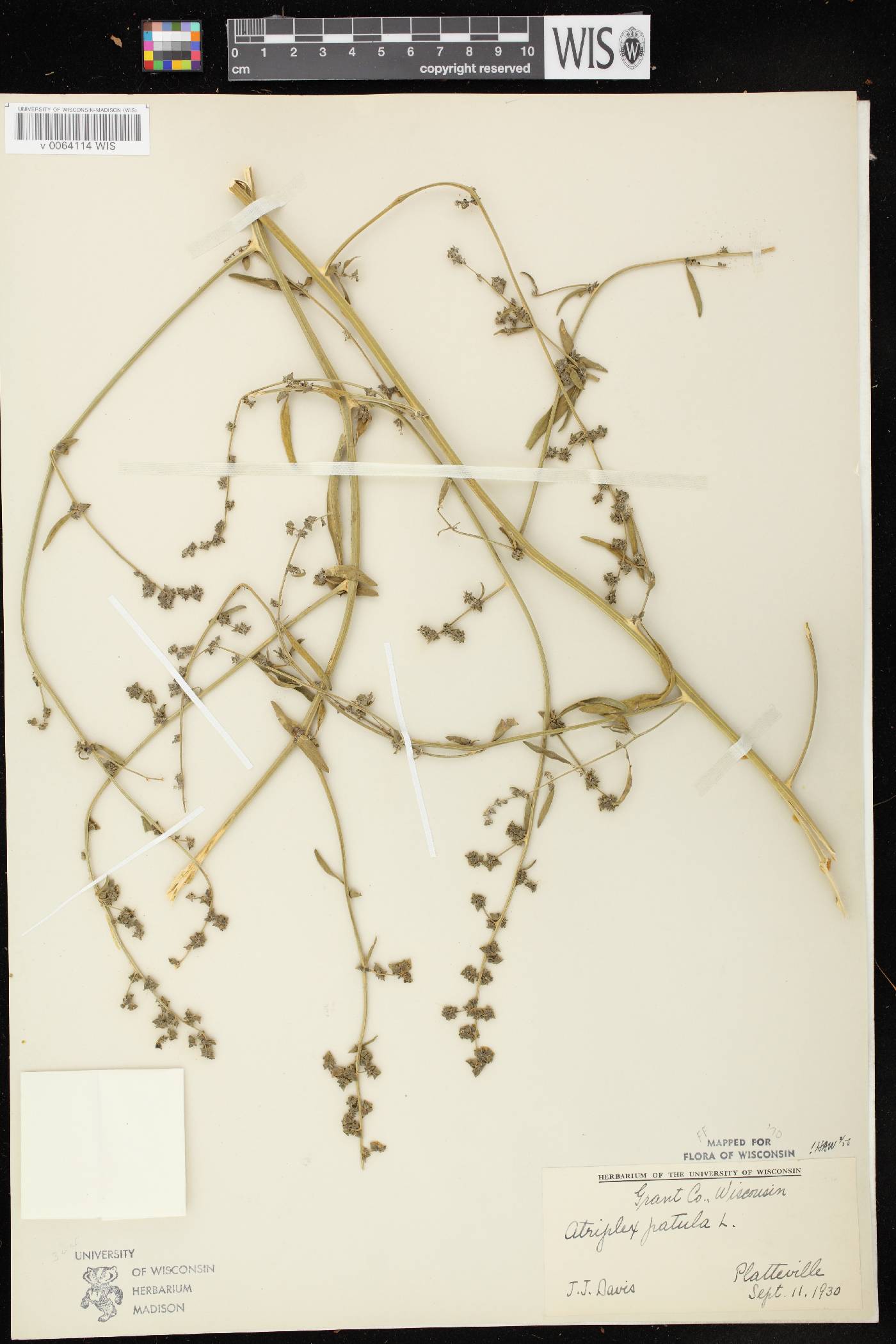 Atriplex patula image