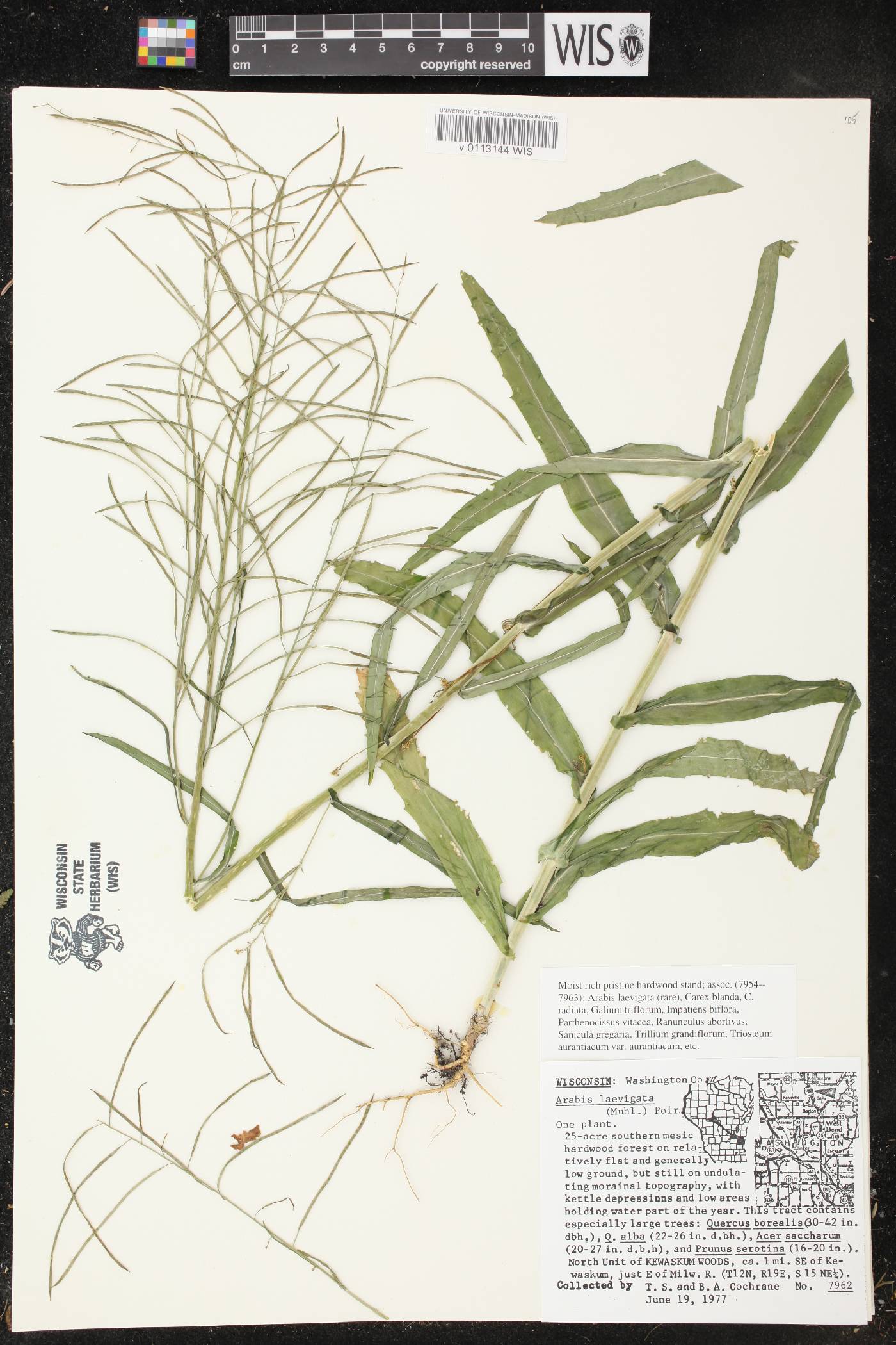 Boechera laevigata image