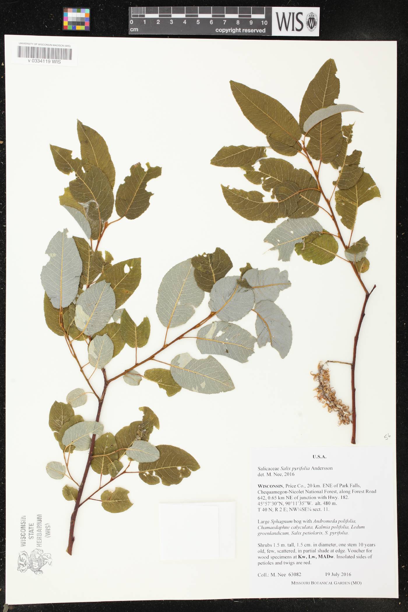 Salix pyrifolia image