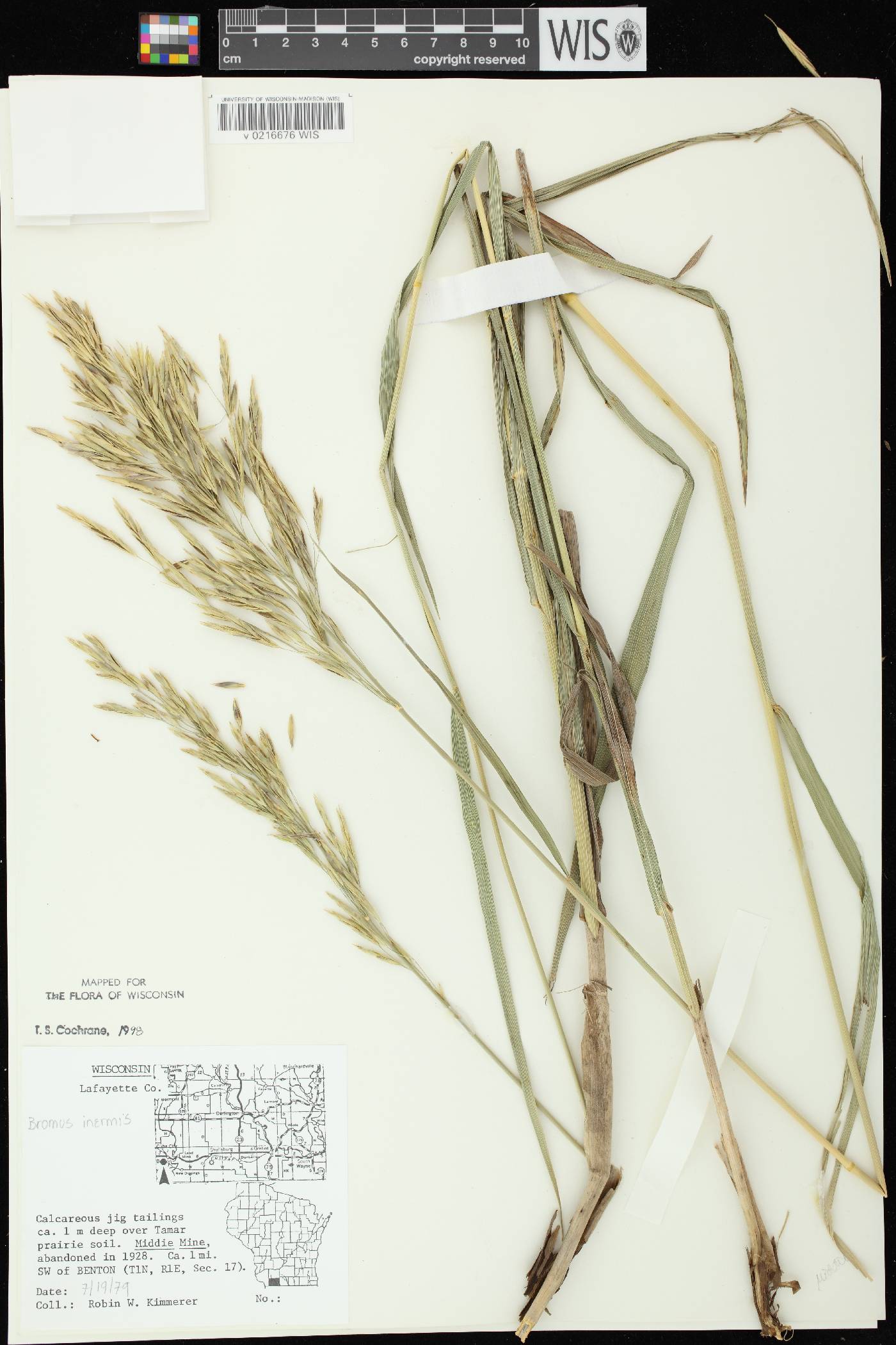 Bromus inermis image