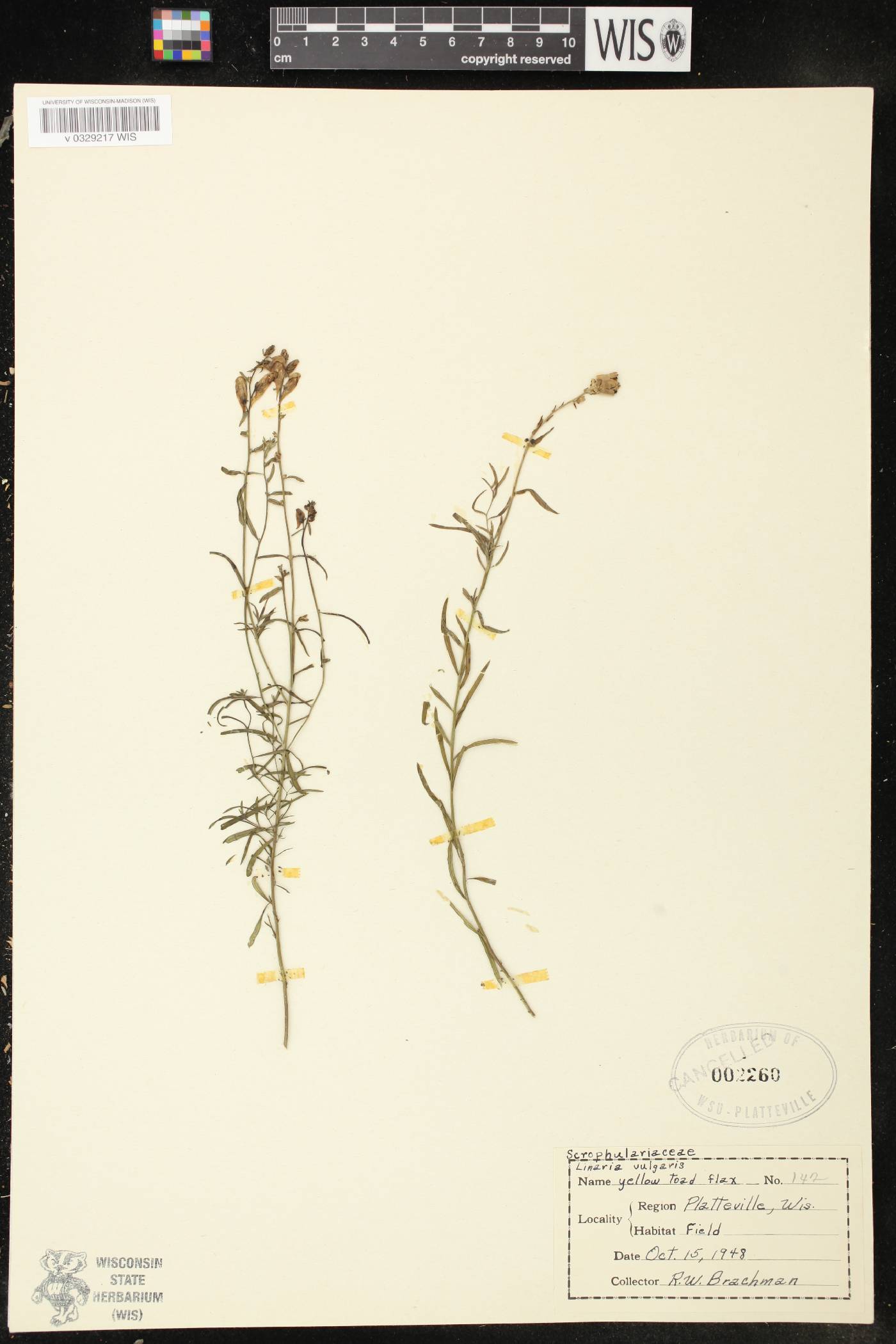 Linaria vulgaris image