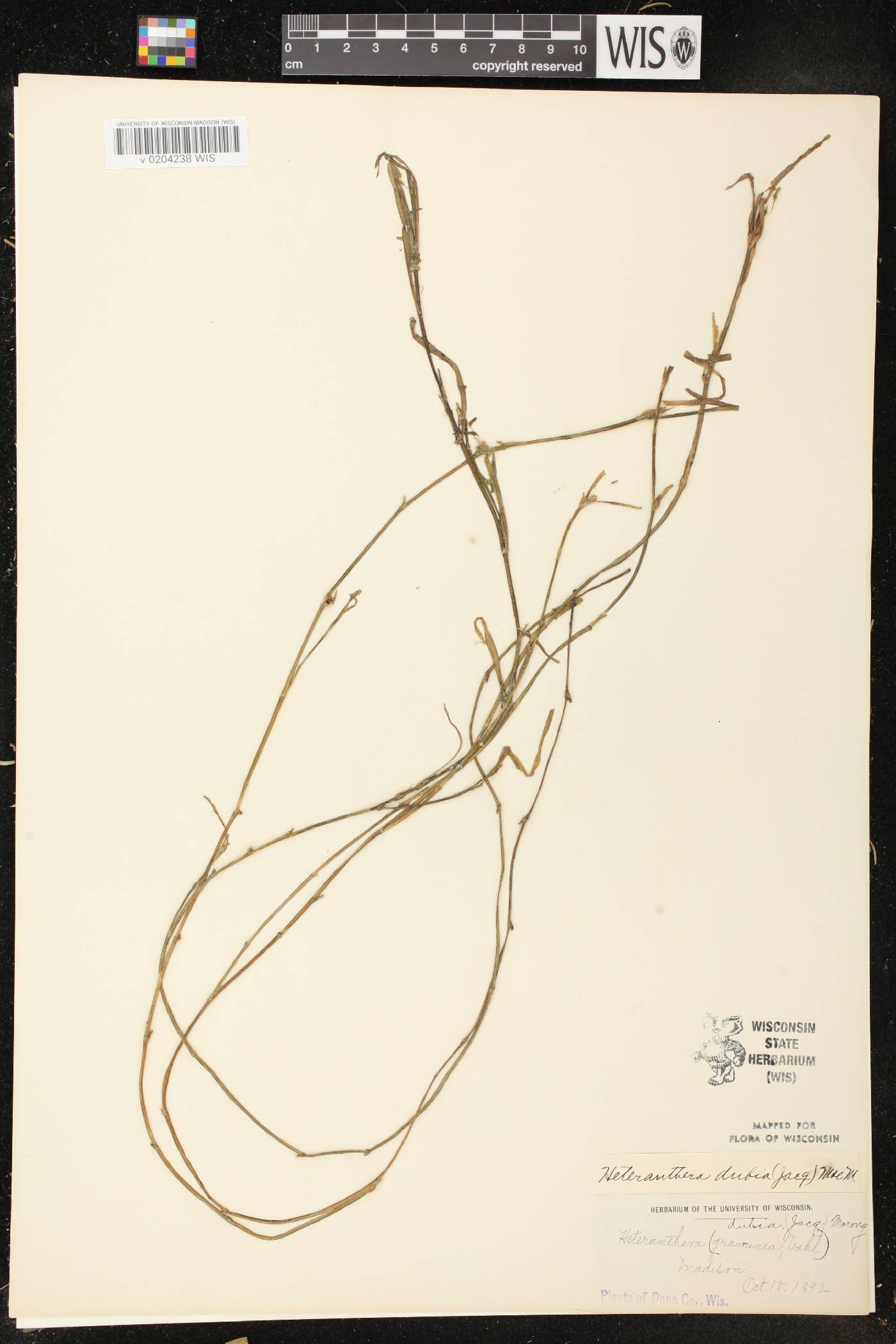 Heteranthera dubia image