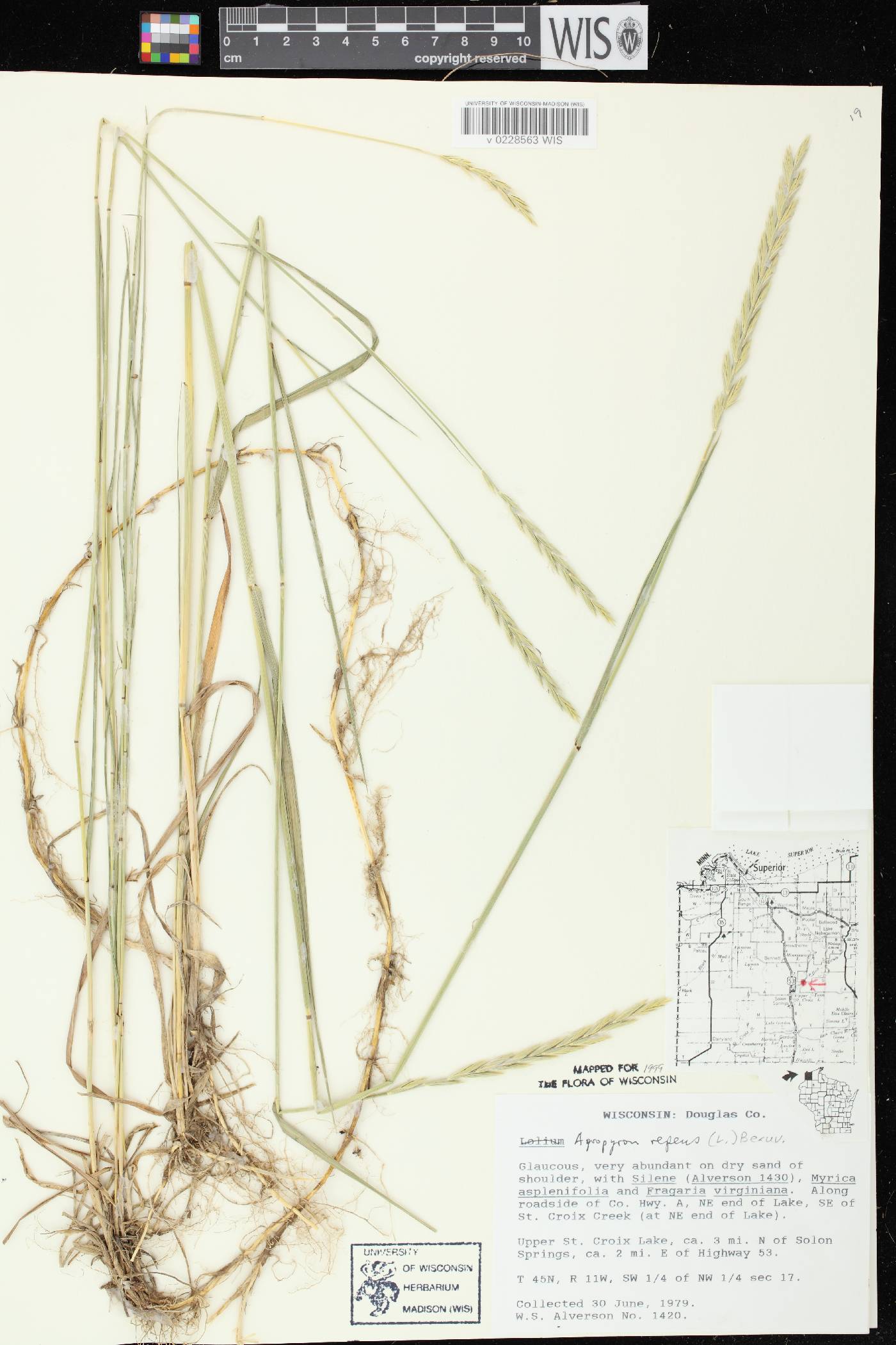Elymus repens image