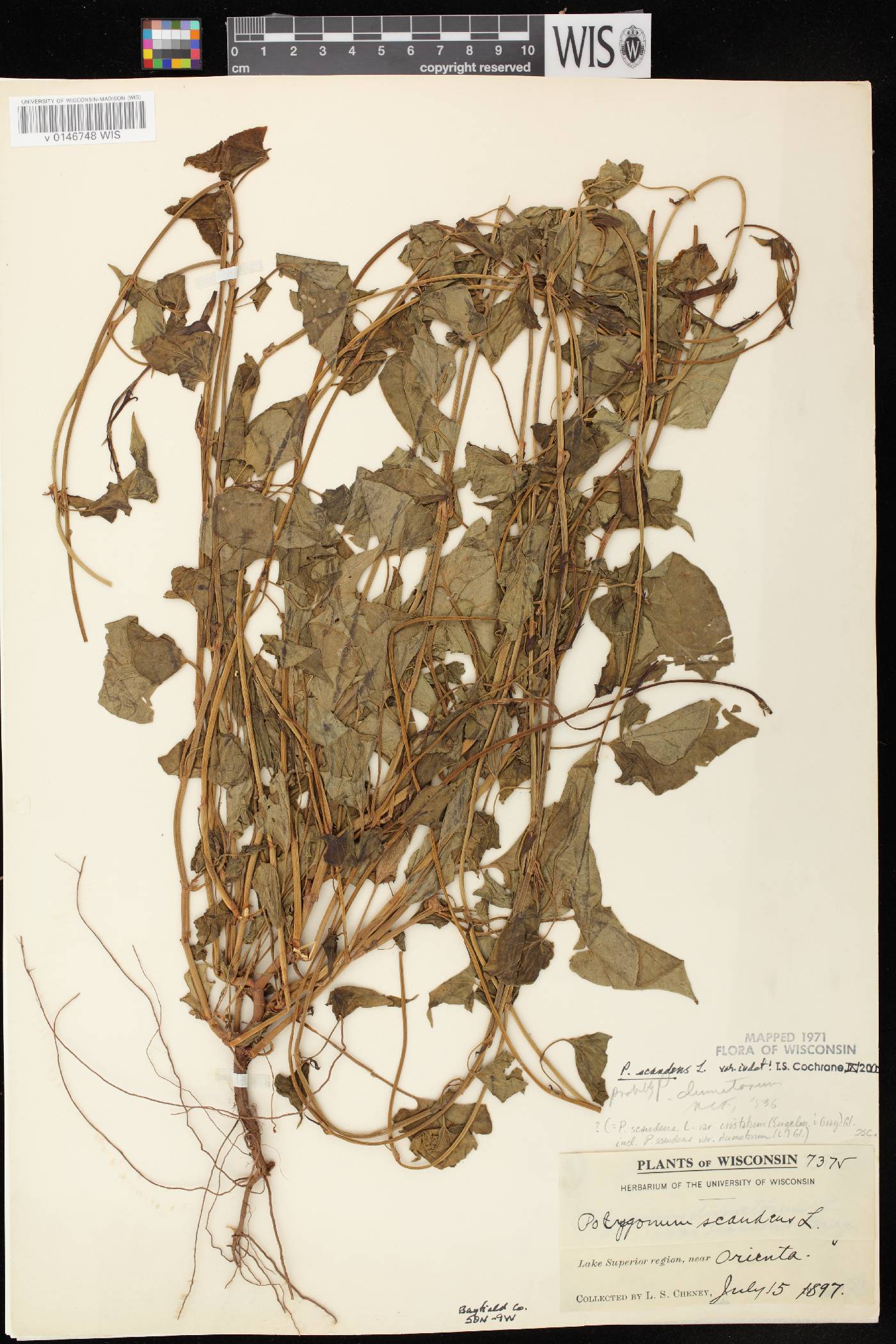 Fallopia scandens image