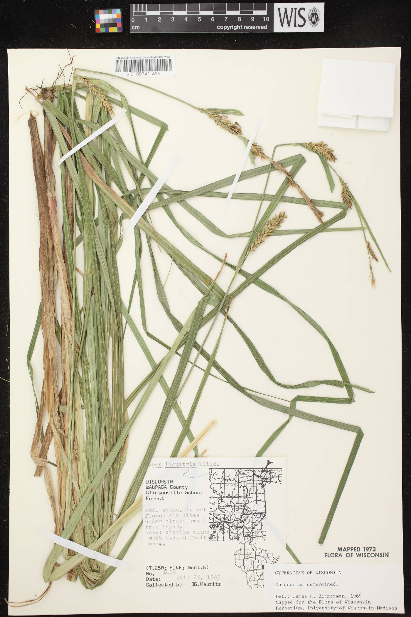 Carex lacustris image
