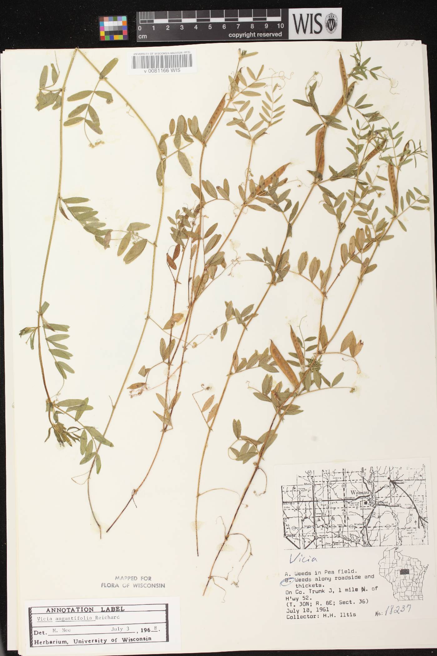 Vicia sativa subsp. nigra image