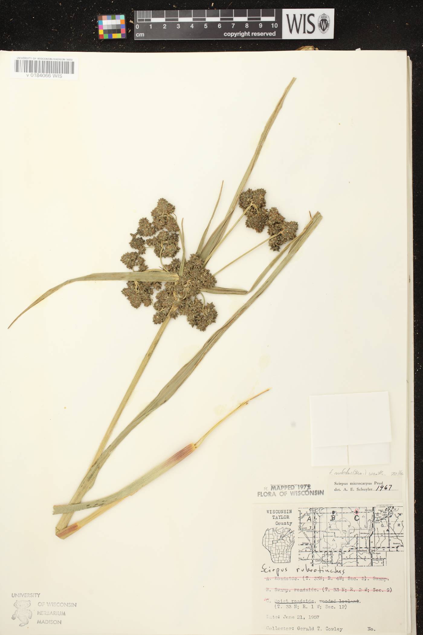 Scirpus microcarpus image