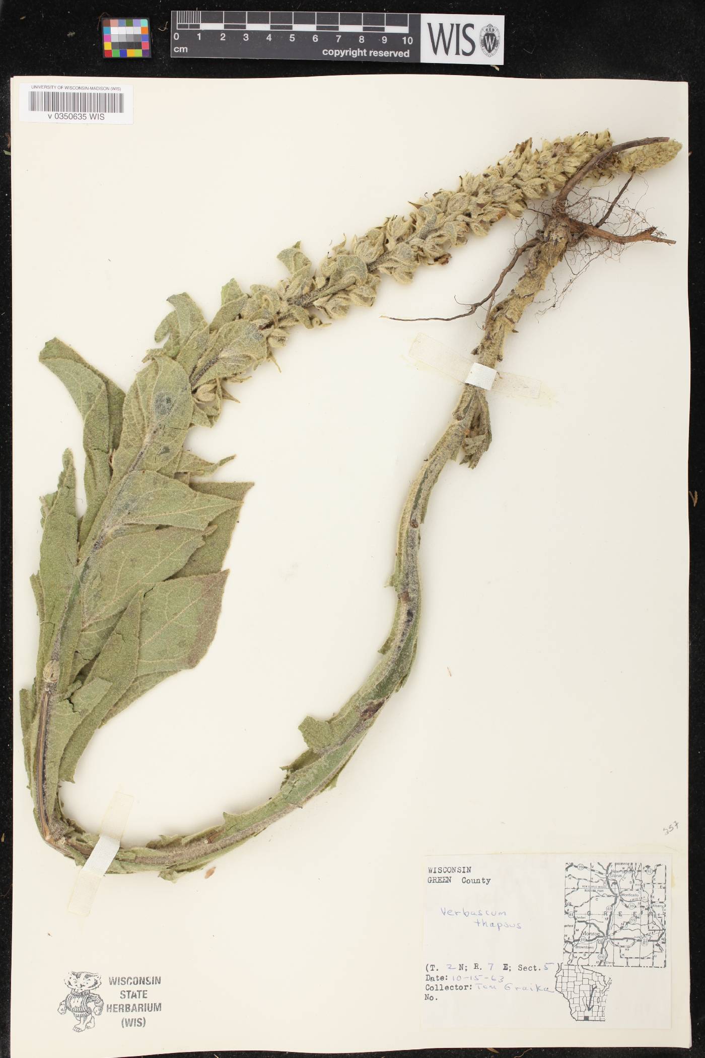 Verbascum thapsus image