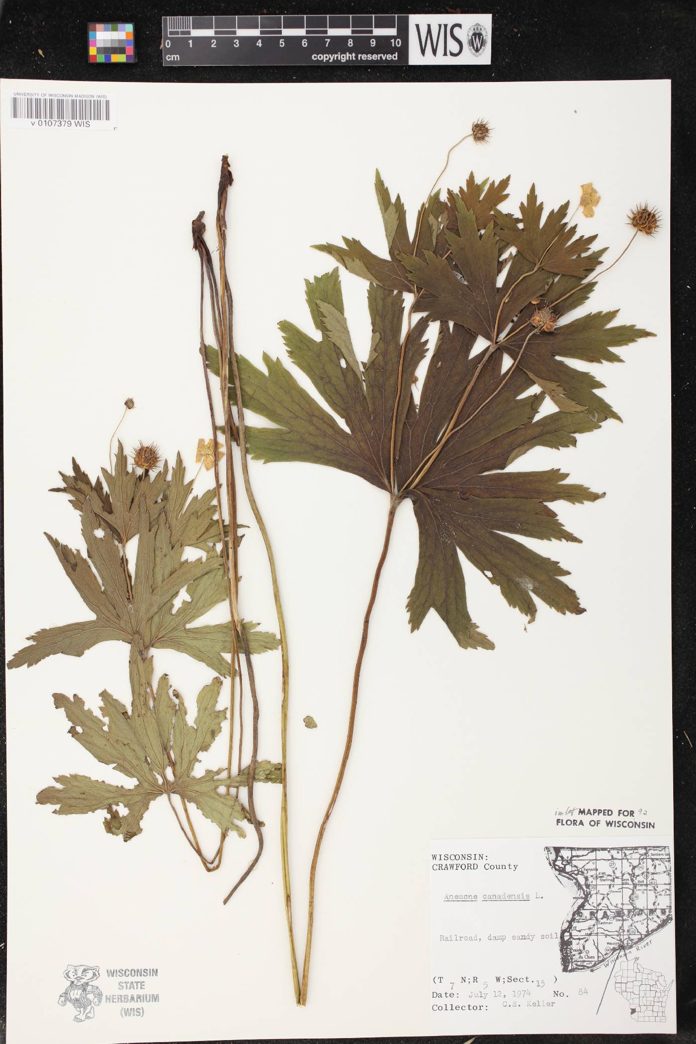 Anemone canadensis image
