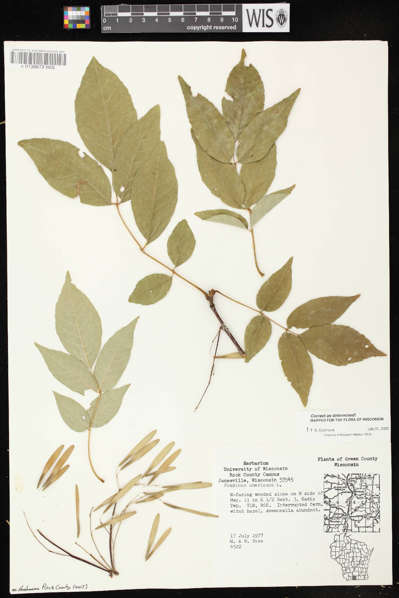 Fraxinus americana image
