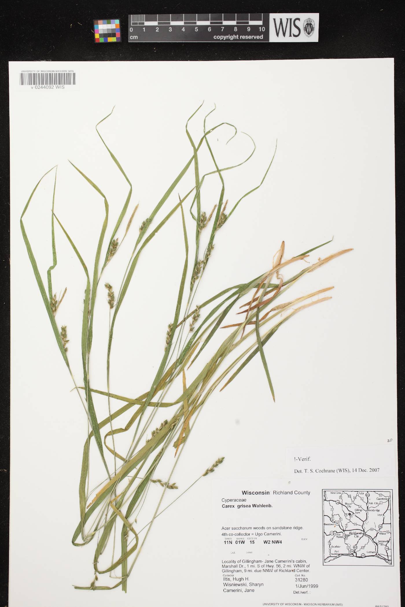 Carex grisea image