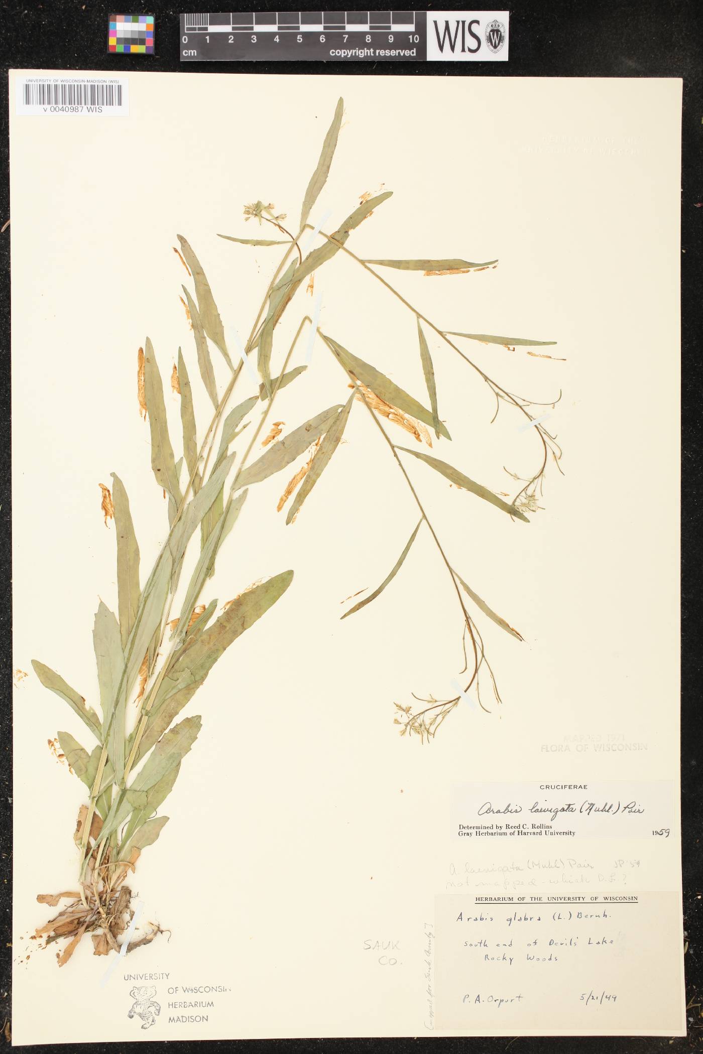 Boechera laevigata image