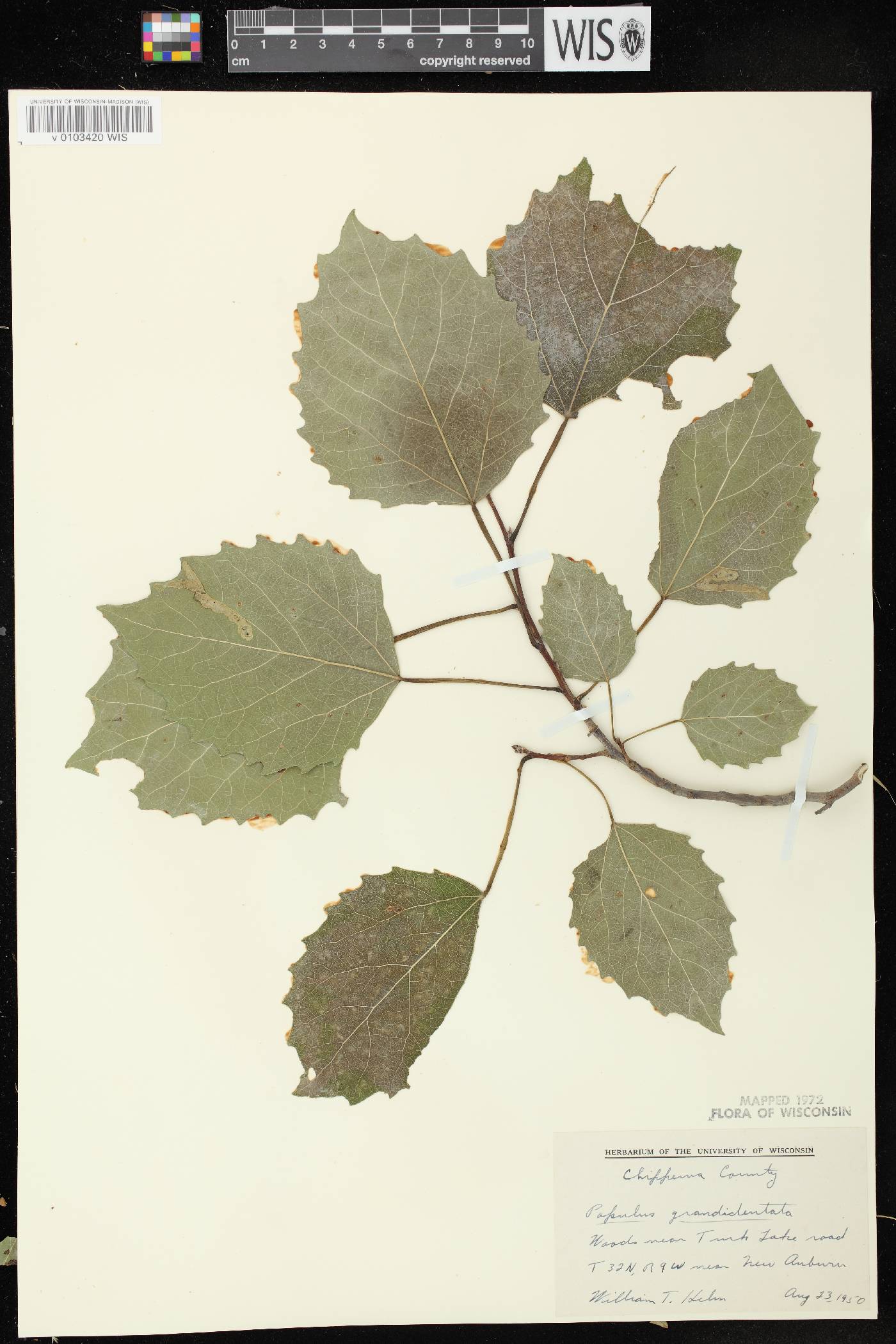 Populus grandidentata image