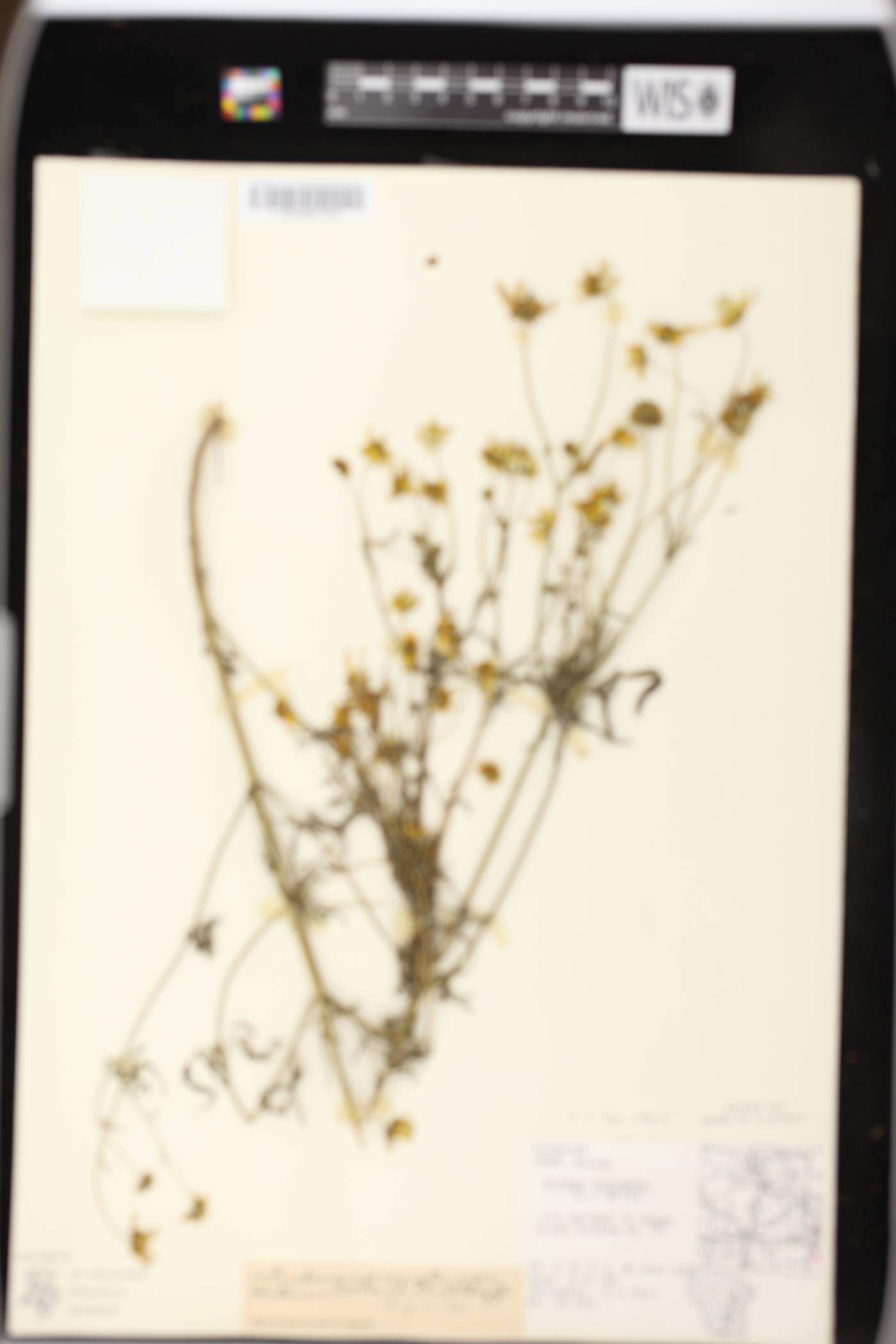 Bidens trichosperma image