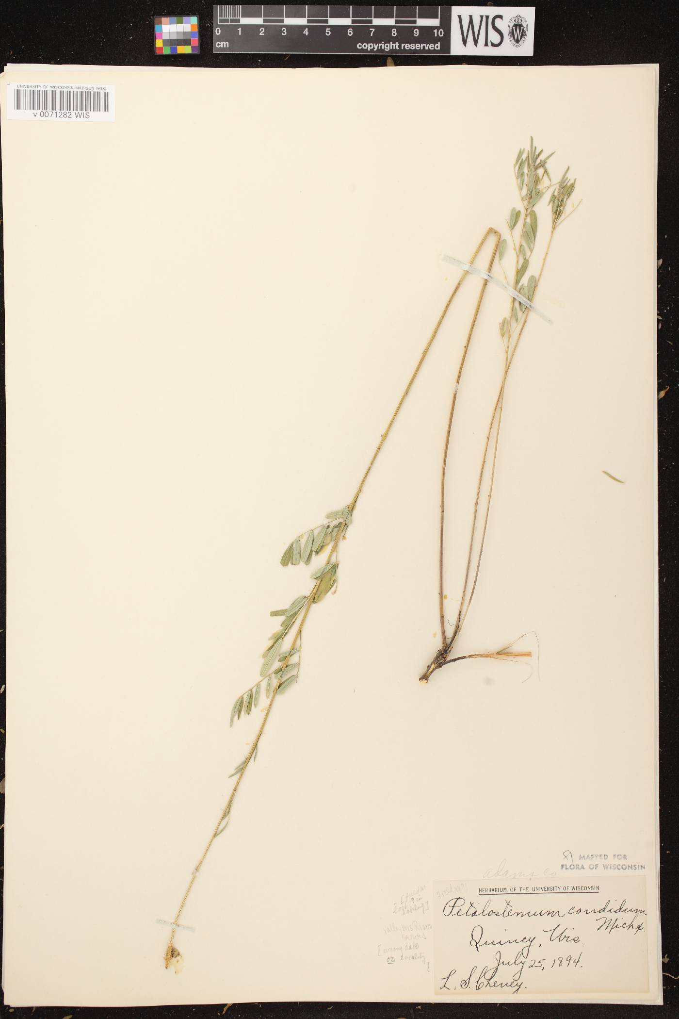 Dalea candida image