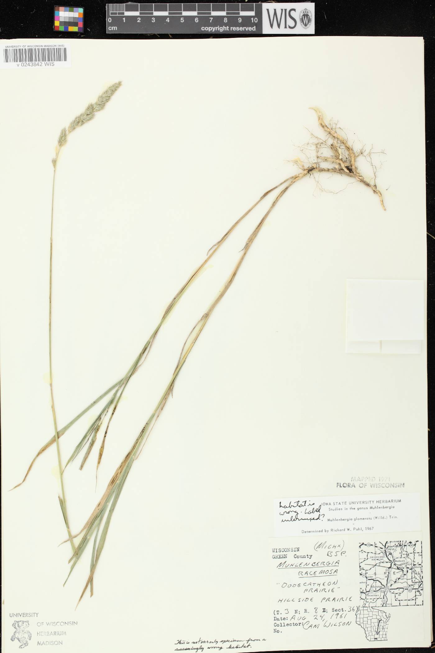 Muhlenbergia glomerata image