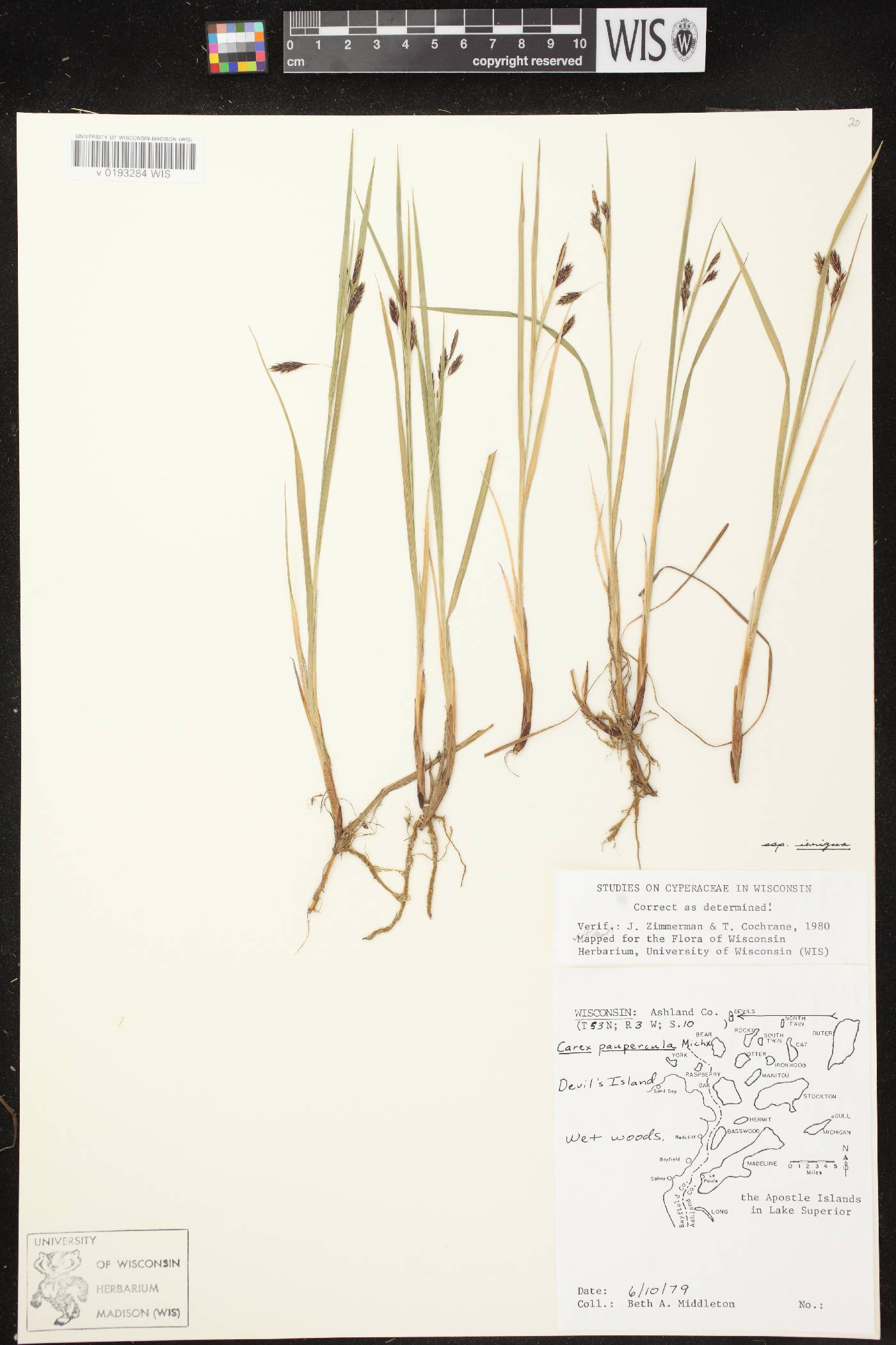 Carex magellanica image