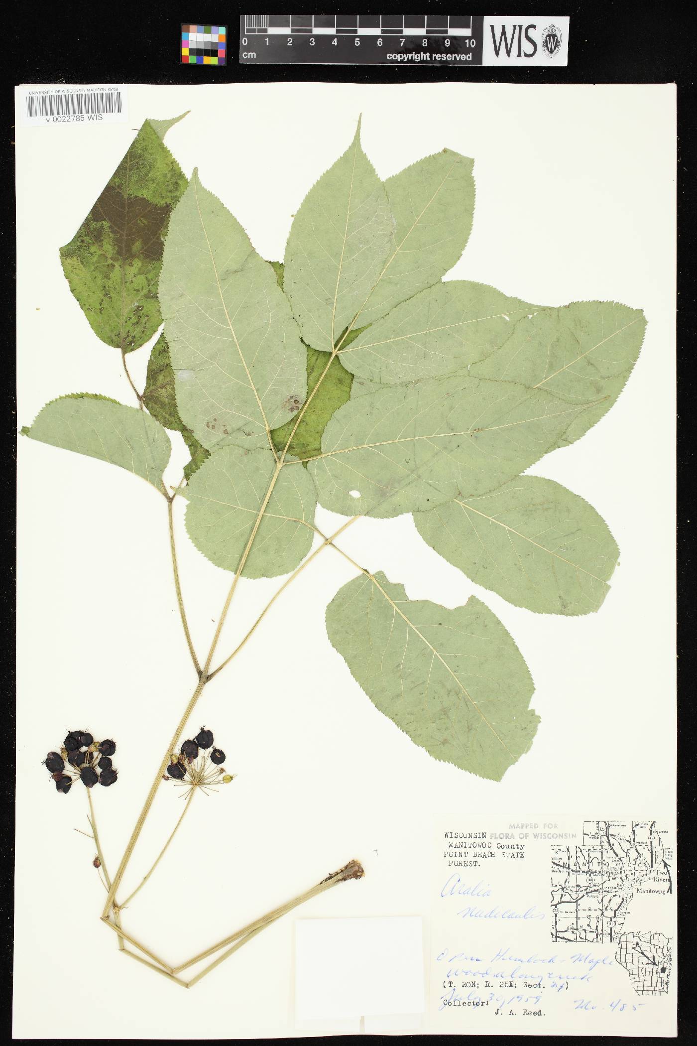 Aralia nudicaulis image