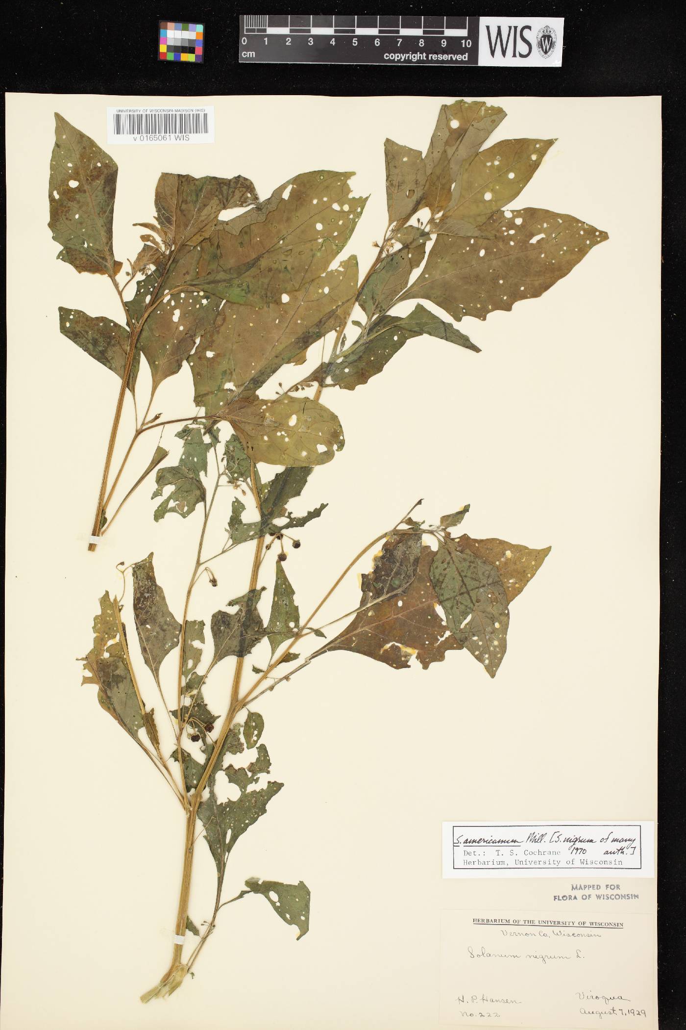 Solanum ptychanthum image