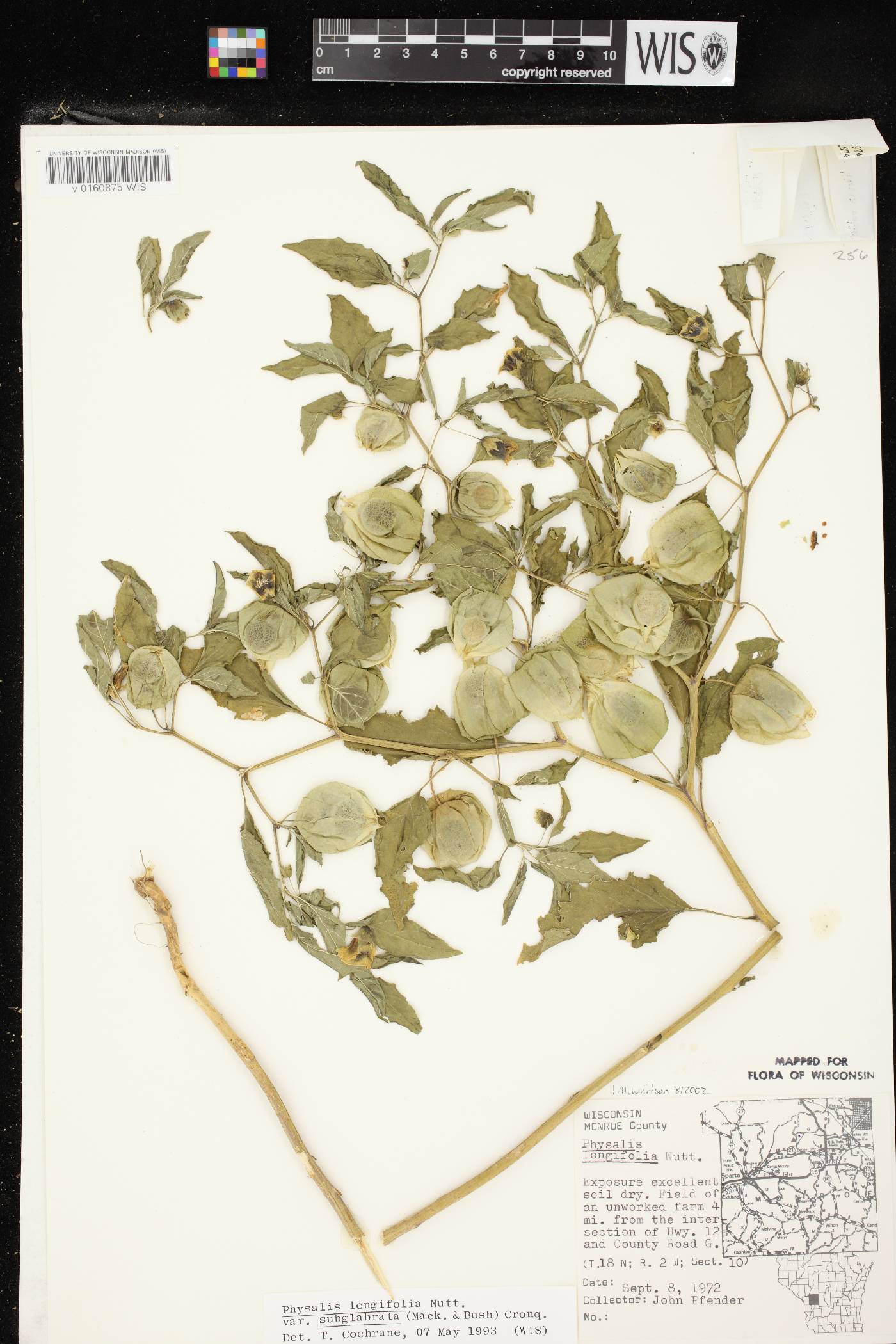 Physalis longifolia image