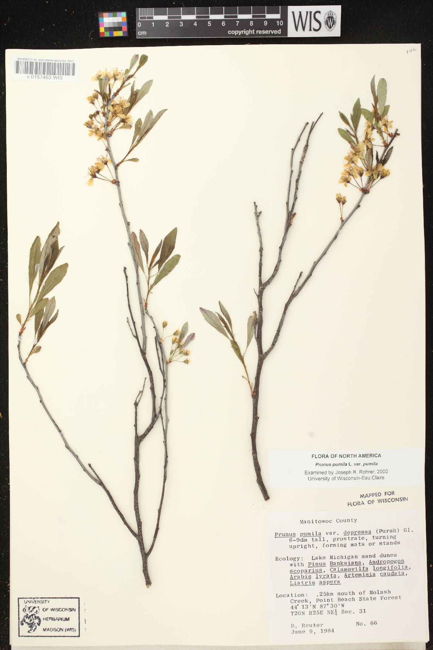 Prunus pumila image