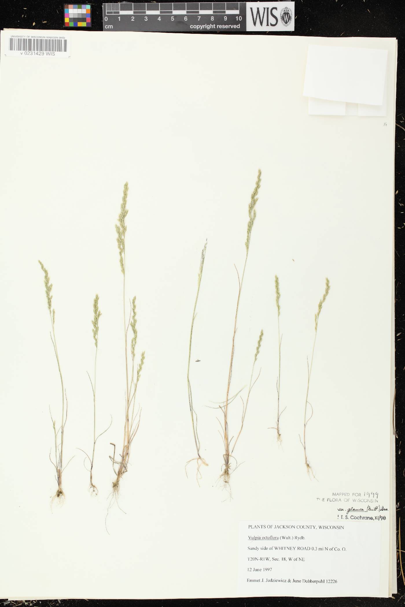 Festuca octoflora image