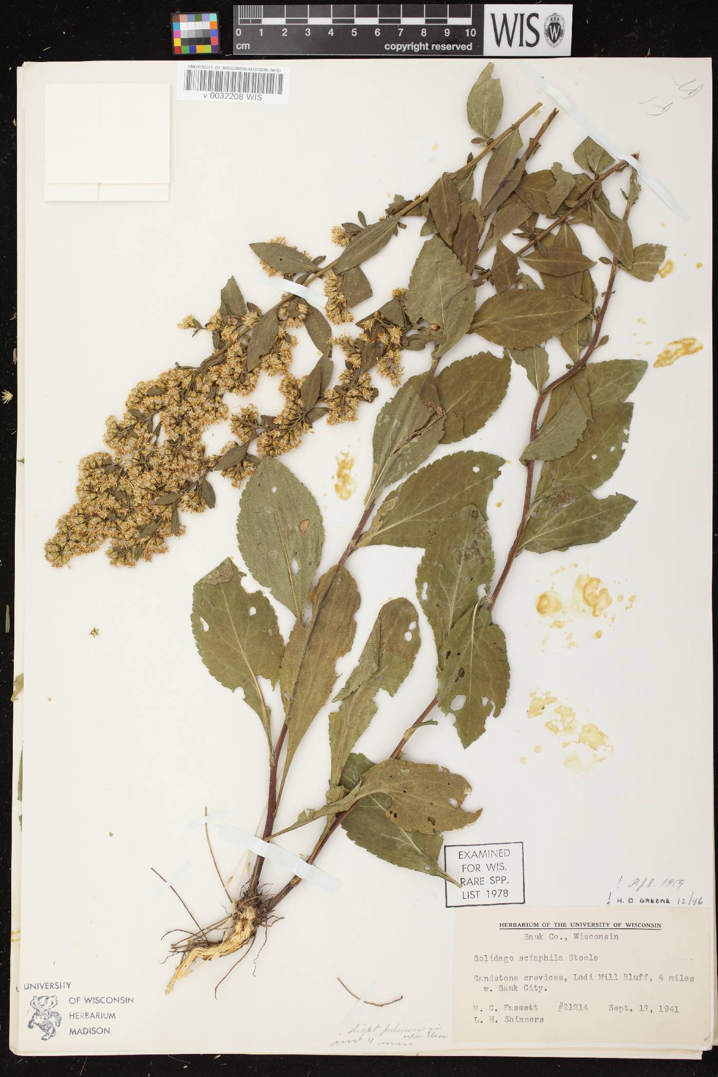 Solidago sciaphila image