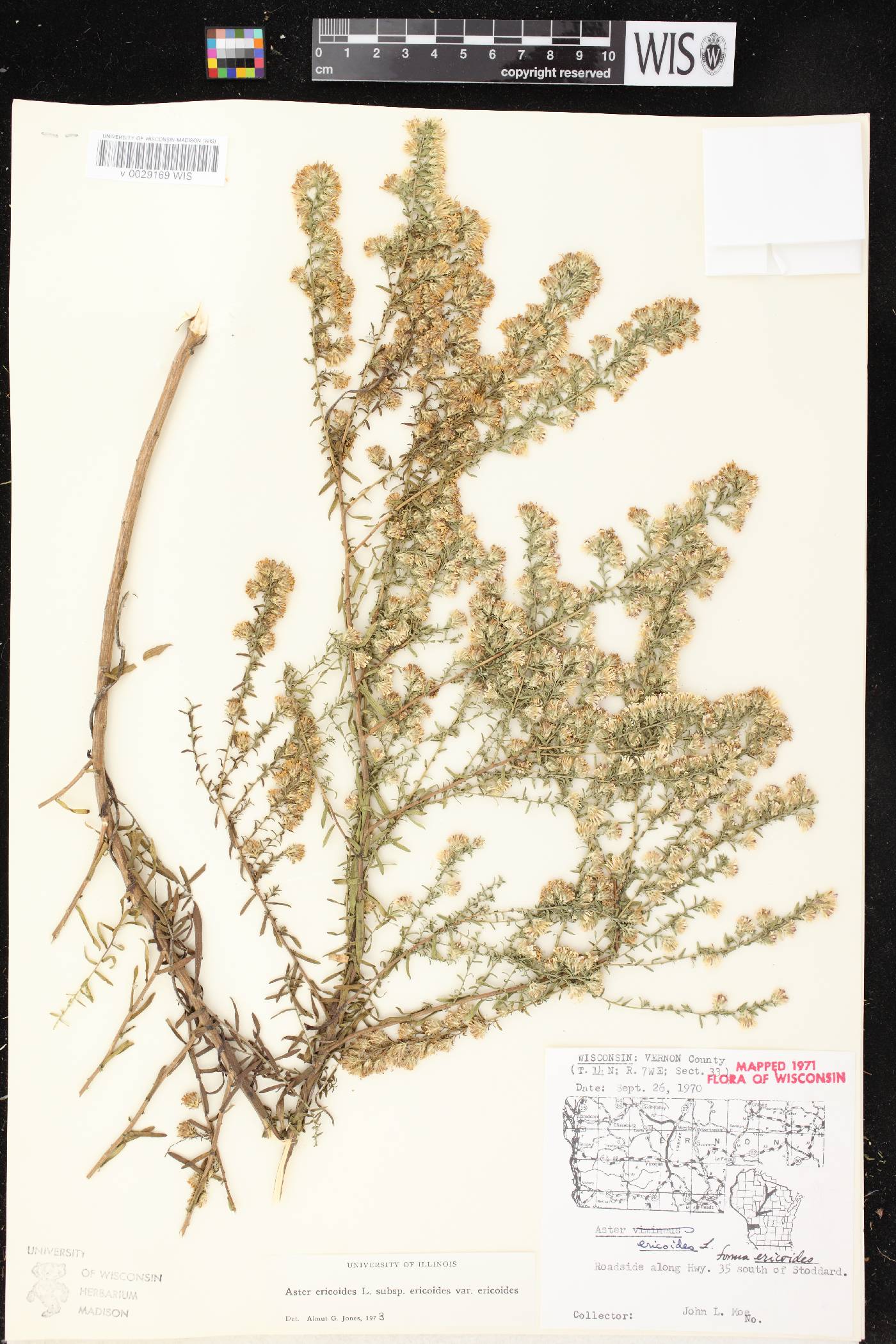 Symphyotrichum ericoides image