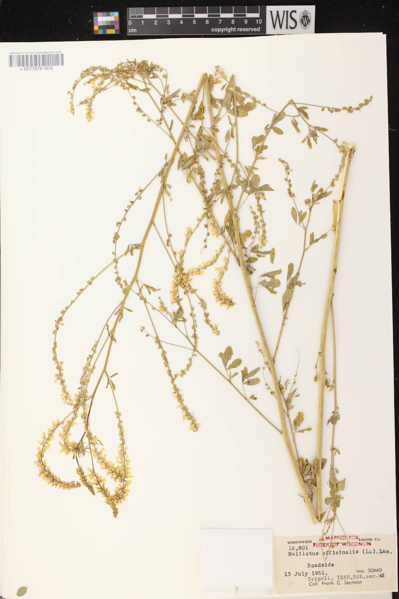 Melilotus officinalis image