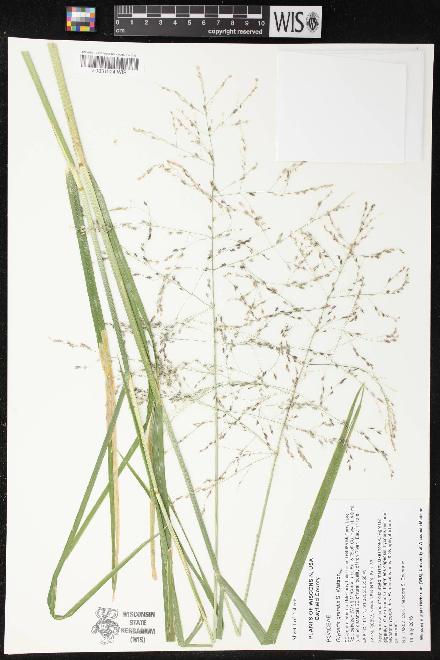 Glyceria grandis image