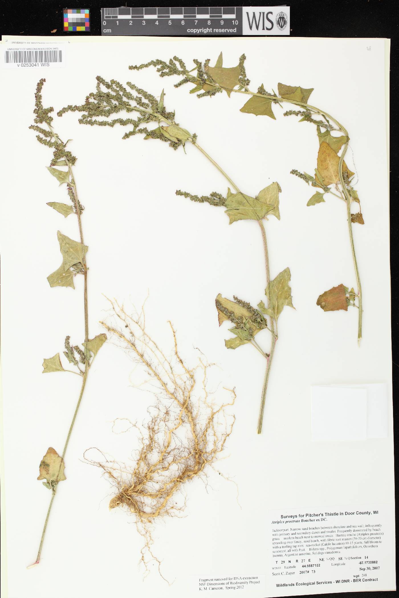 Atriplex prostrata image
