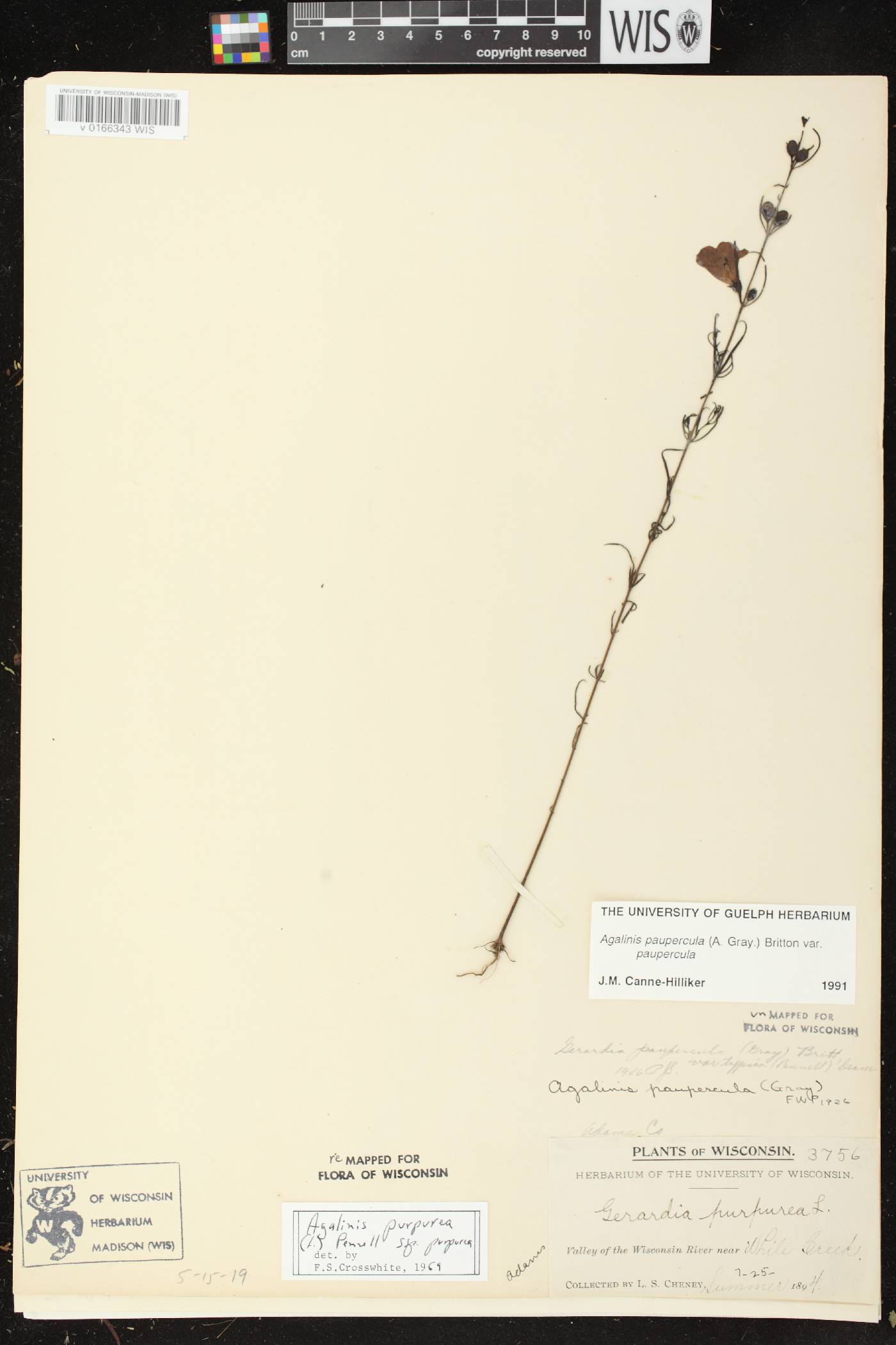 Agalinis paupercula image