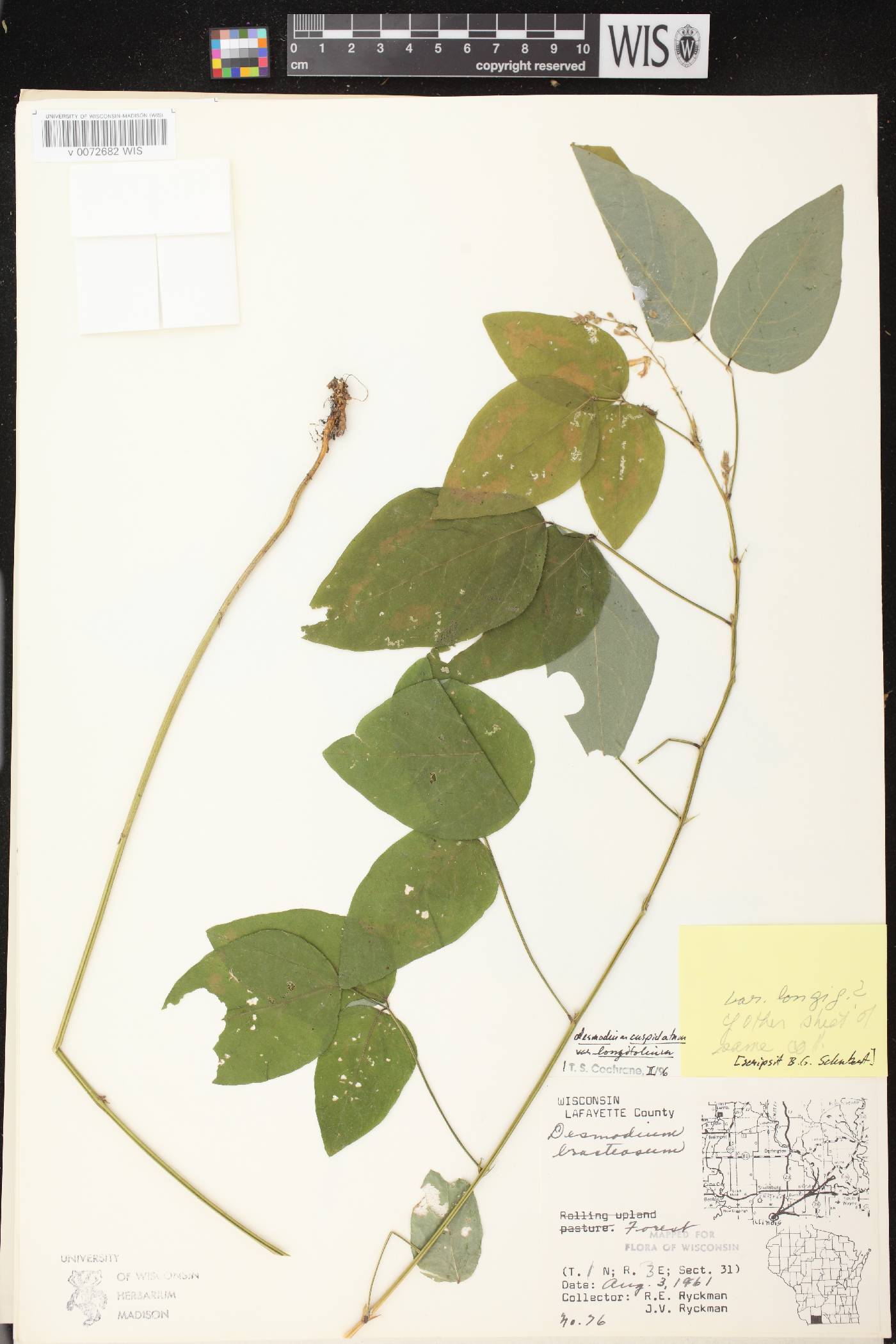 Desmodium cuspidatum image