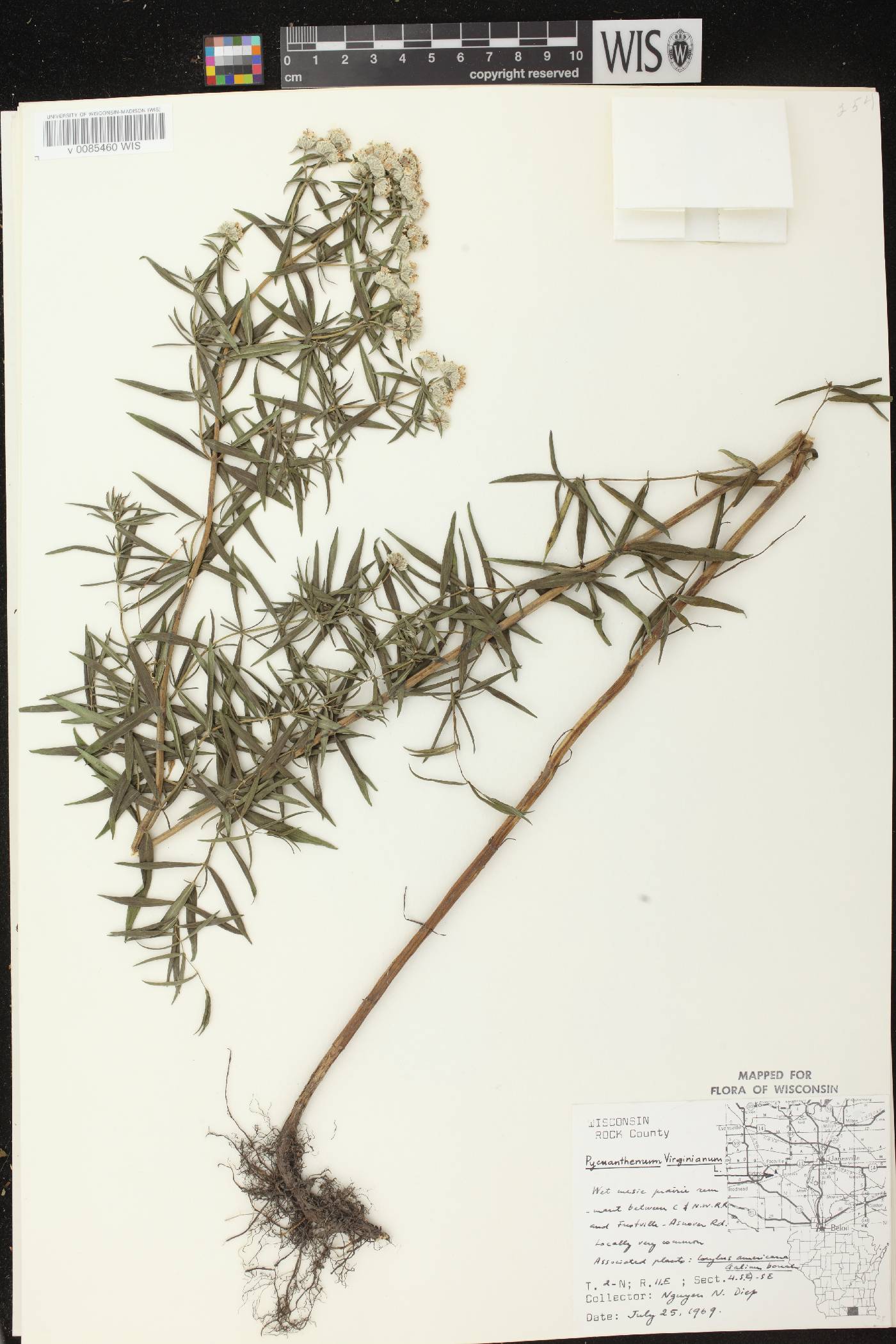 Pycnanthemum virginianum image