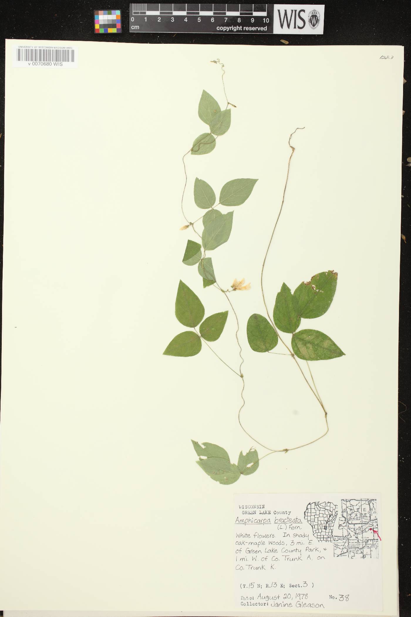 Amphicarpaea bracteata image