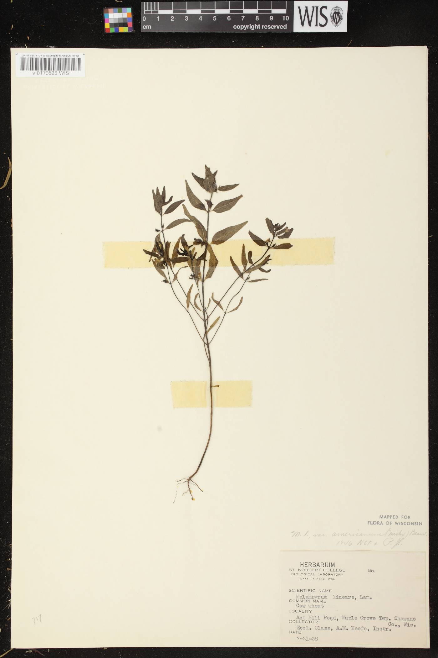 Melampyrum lineare image