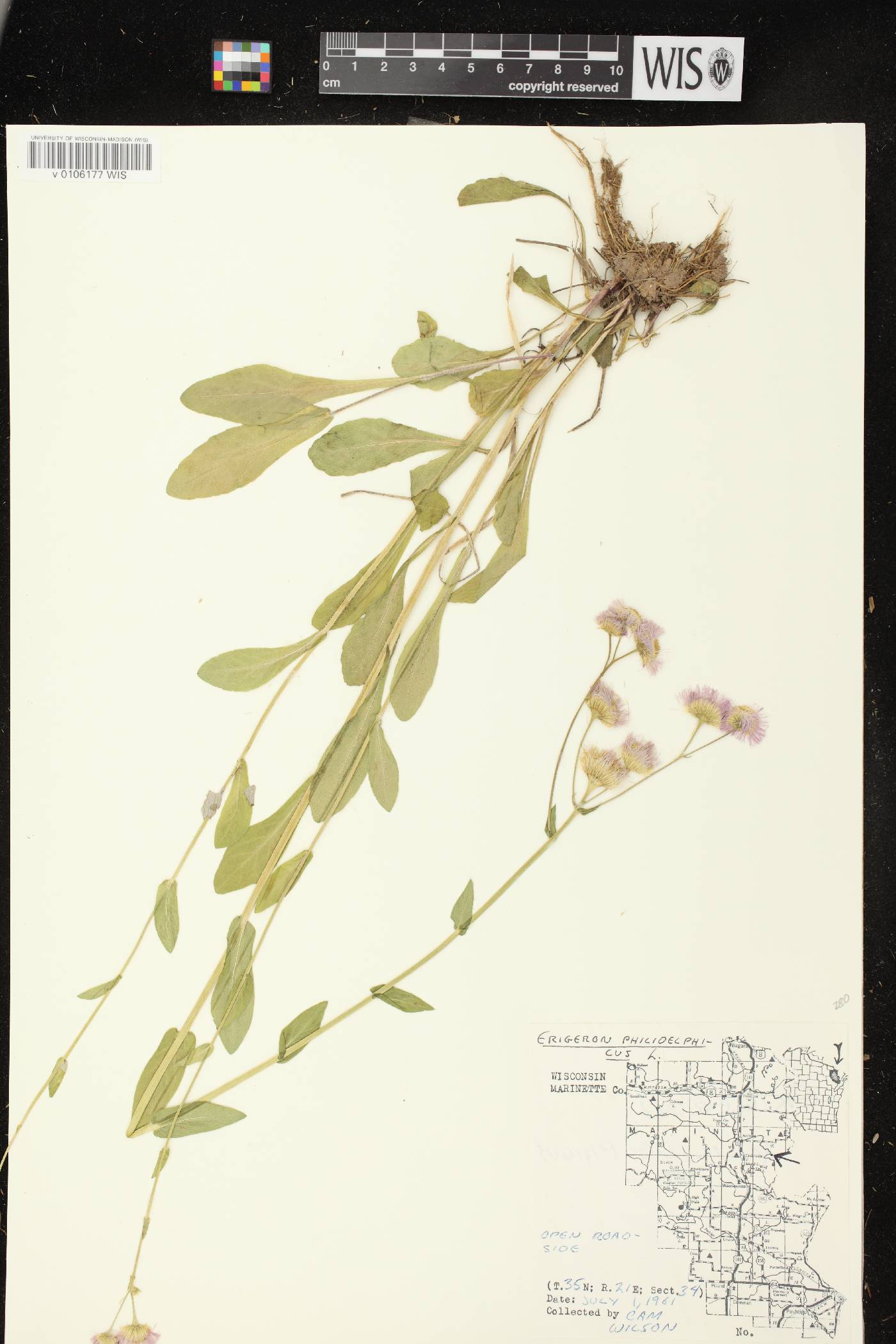 Erigeron philadelphicus var. philadelphicus image