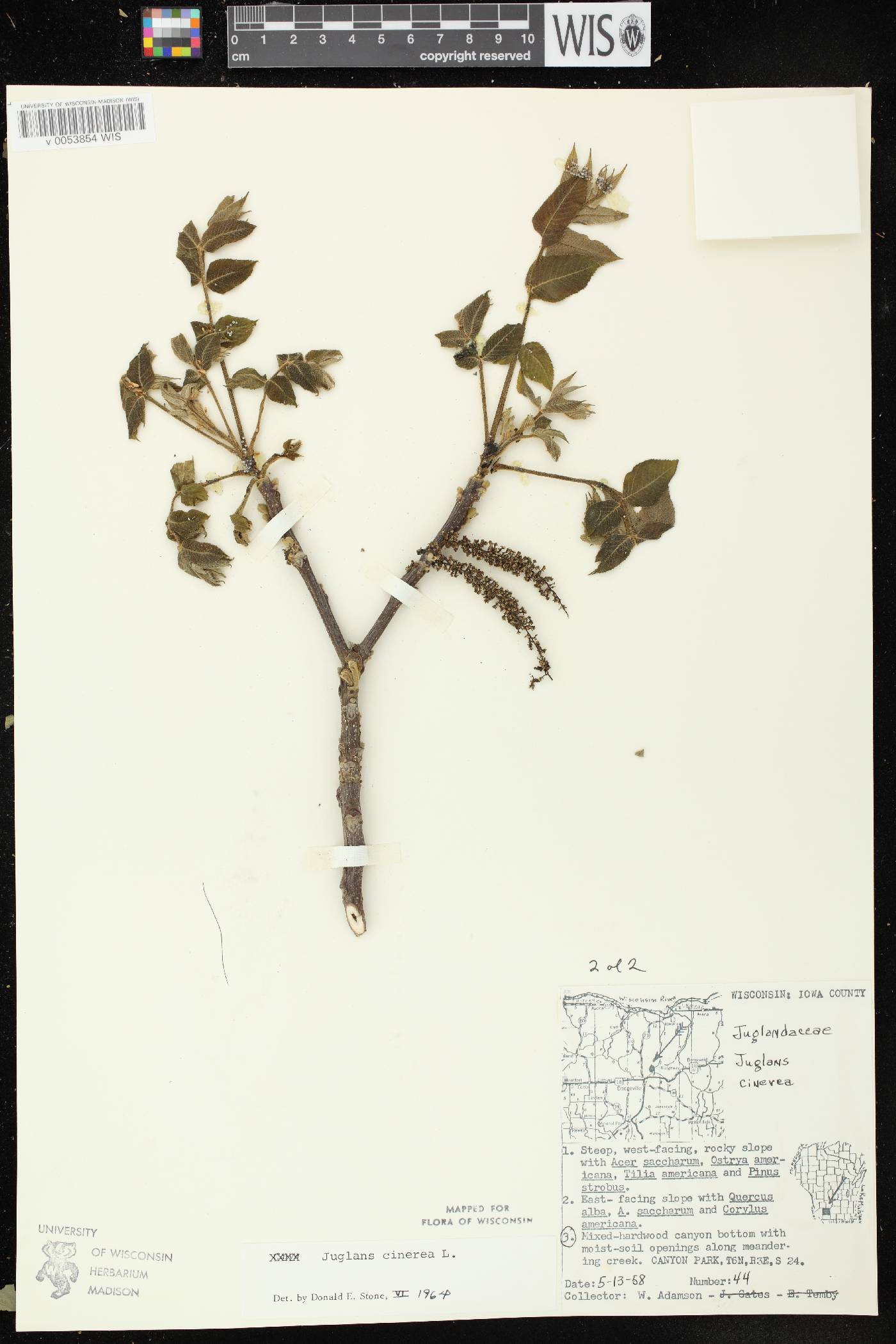 Juglans cinerea image